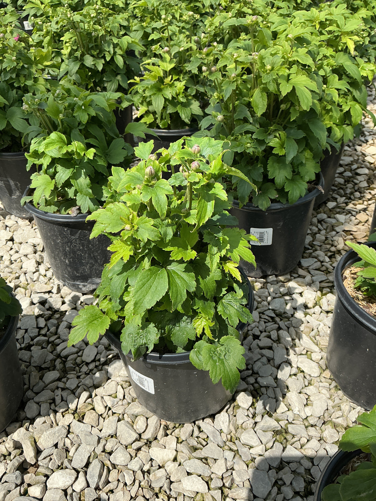 Curtain Call Deep Rose Japanese Anemone in a #1 black nursery container with green foliage and round buds forming.