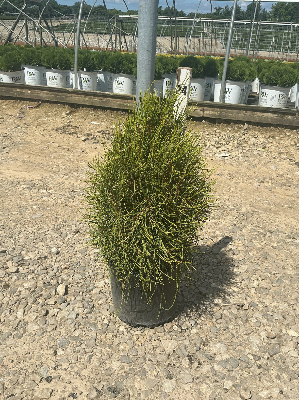 Franky Boy Arborvitae growing in a black nursery container on a gravel surface at a plant nursery.