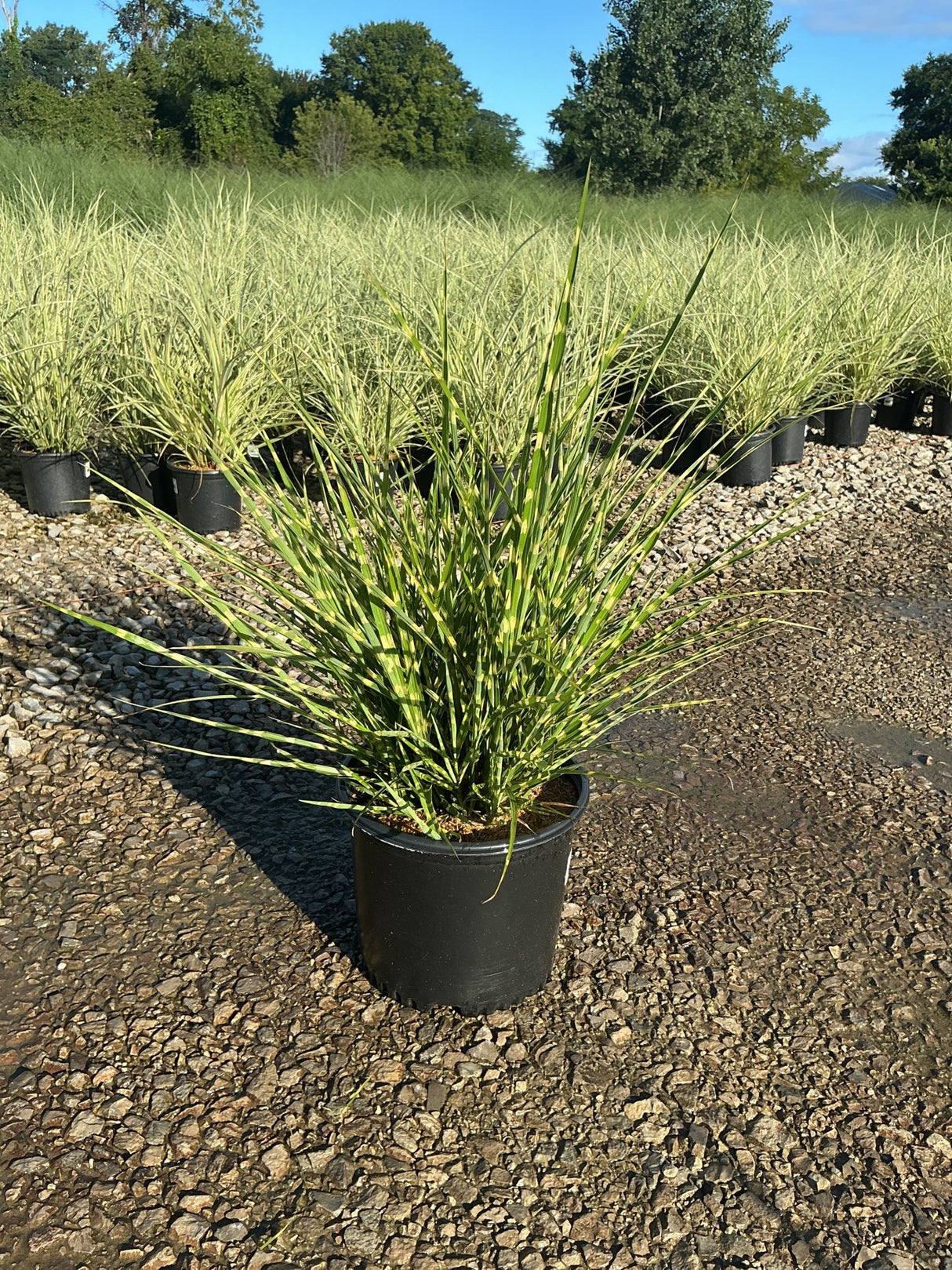 Porcupine Grass Miscanthus sinensis Strictus growing in a black #3 nursery container at a plant nursery, showing upright green and yellow-banded foliage.