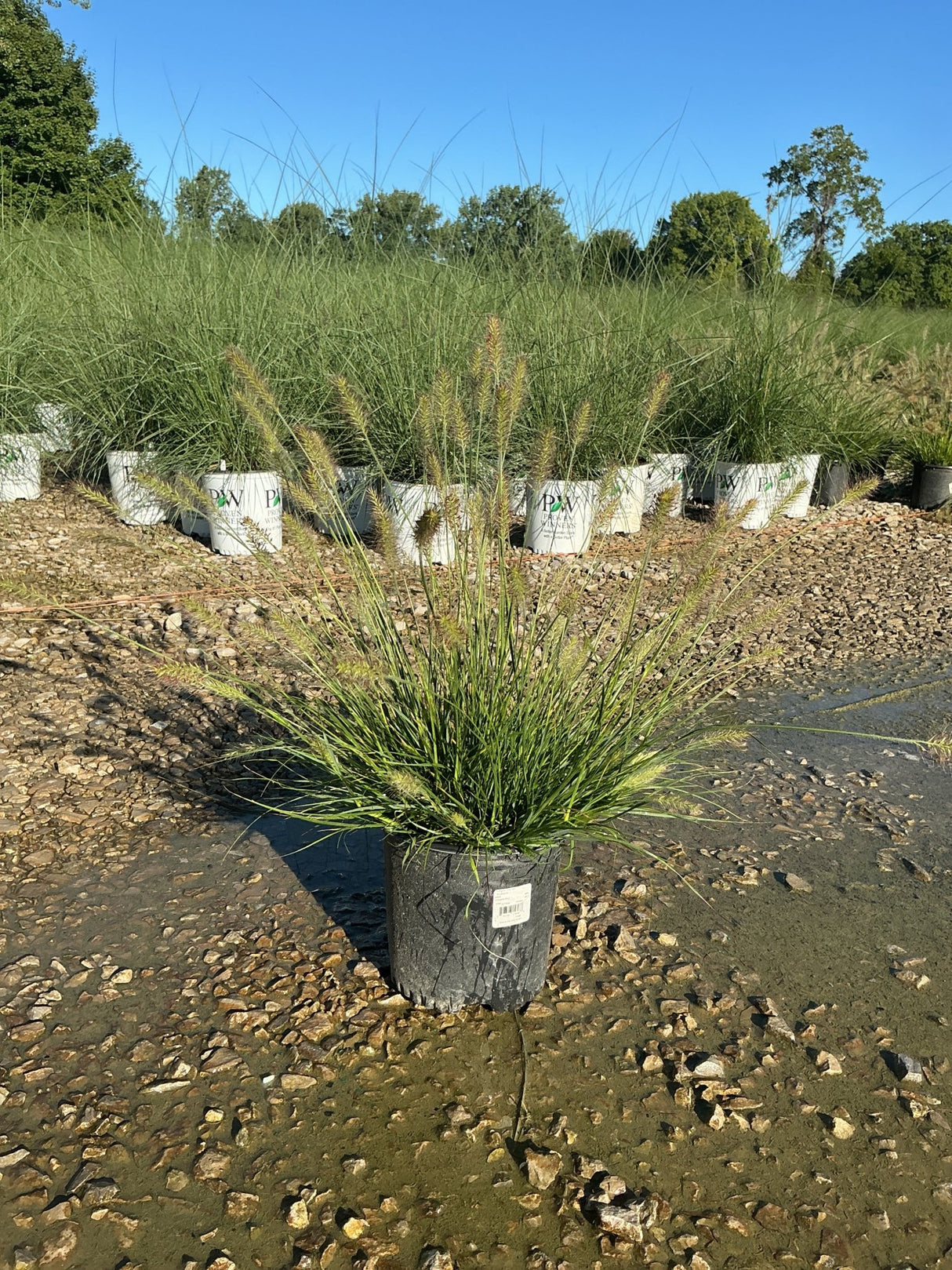 Dwarf Fountain Grass Hameln in a nursery container with feathery tan plumes rising above fine green foliage.