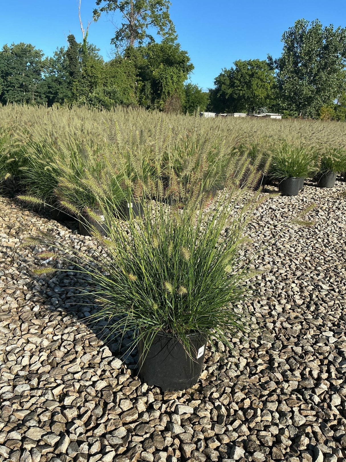 Dwarf Fountain Grass Hameln in a #3 container displaying arching green blades and feathery cream plumes at a nursery.