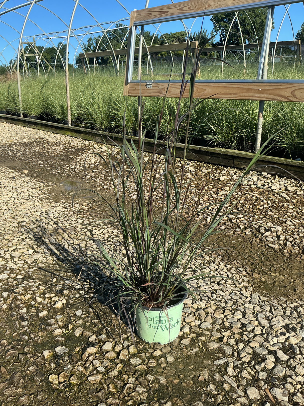 Blackhawks Big Bluestem ornamental grass in a #1 container showing deep burgundy-tinged upright foliage at a nursery.