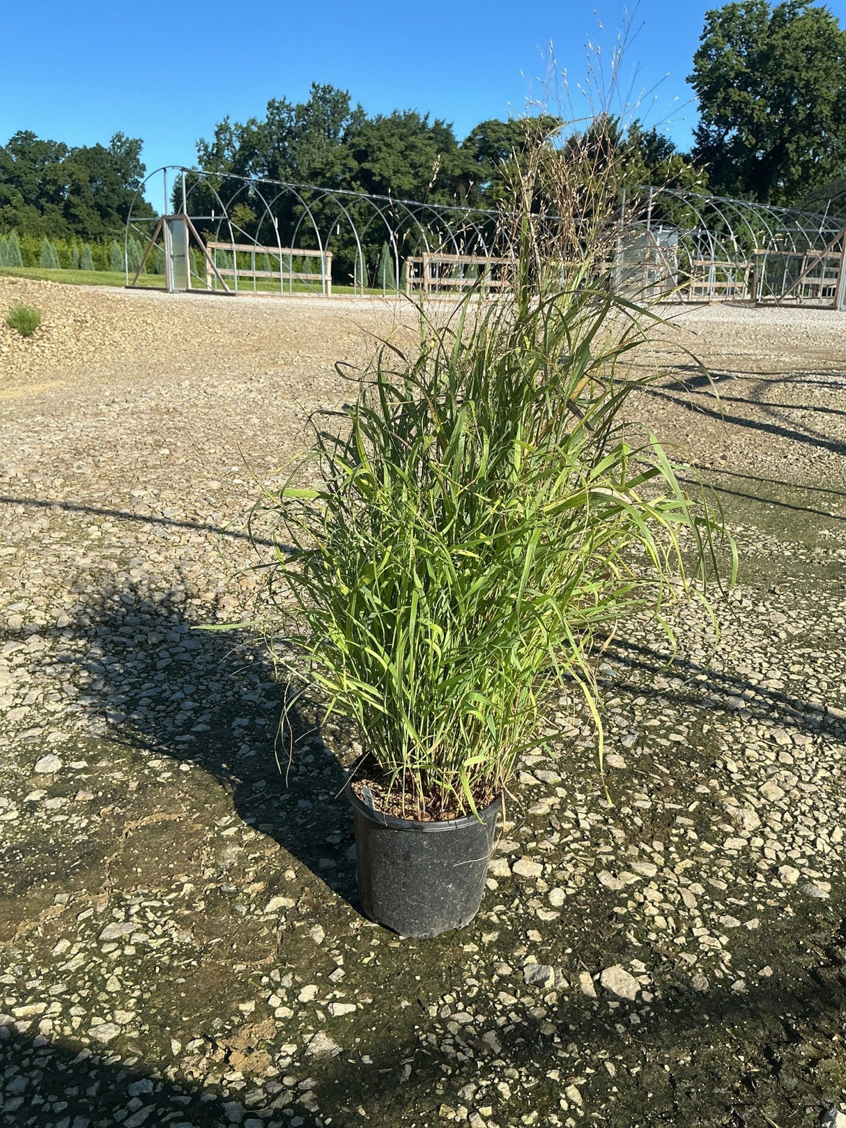Shenandoah Switch Grass in a #1 nursery container displaying tall green upright foliage with airy seed heads on gravel.