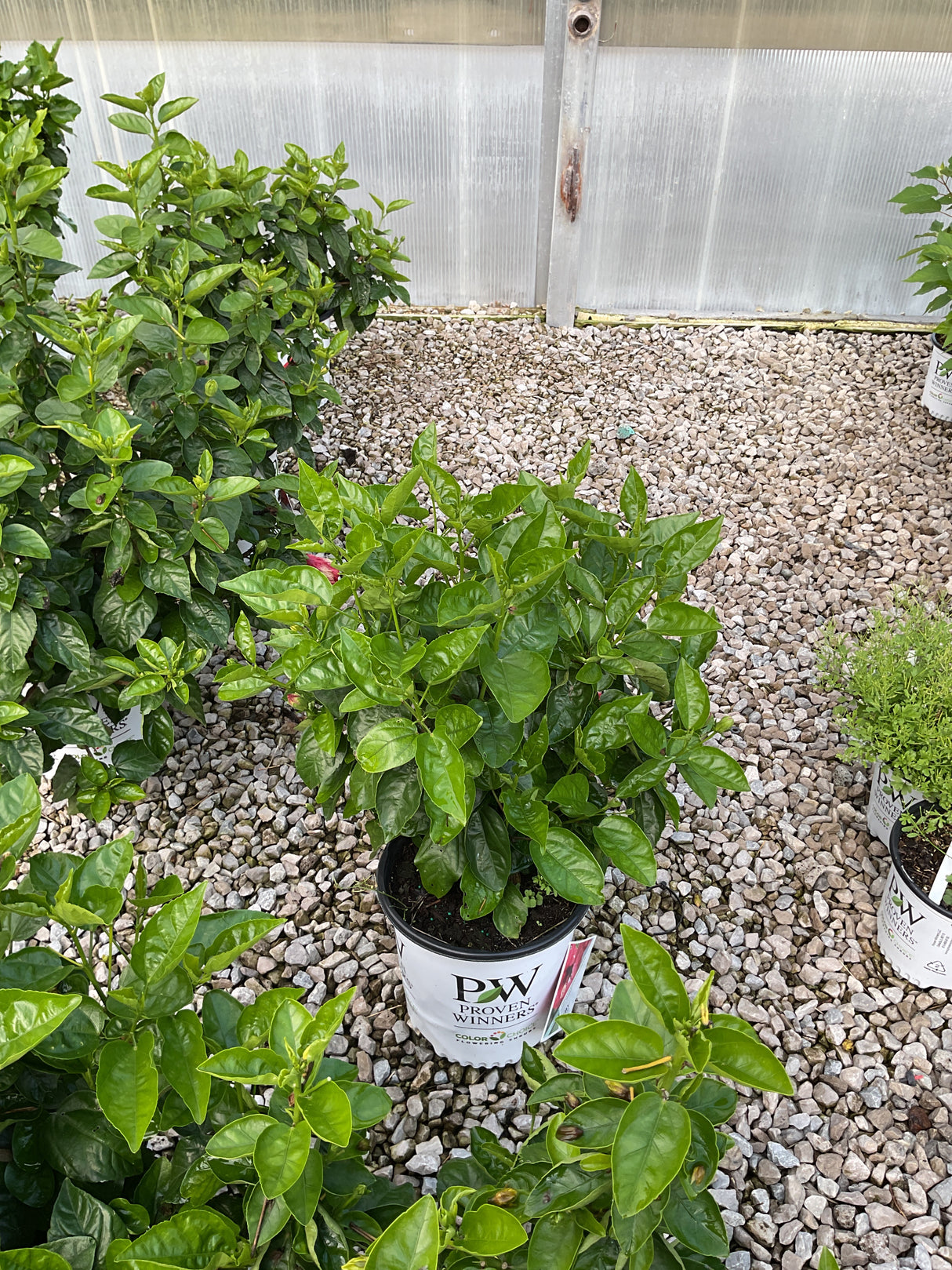 Hollywood Hibiscus Hot Shot shrub in a Proven Winners #2 container showing dense green foliage in a greenhouse setting.