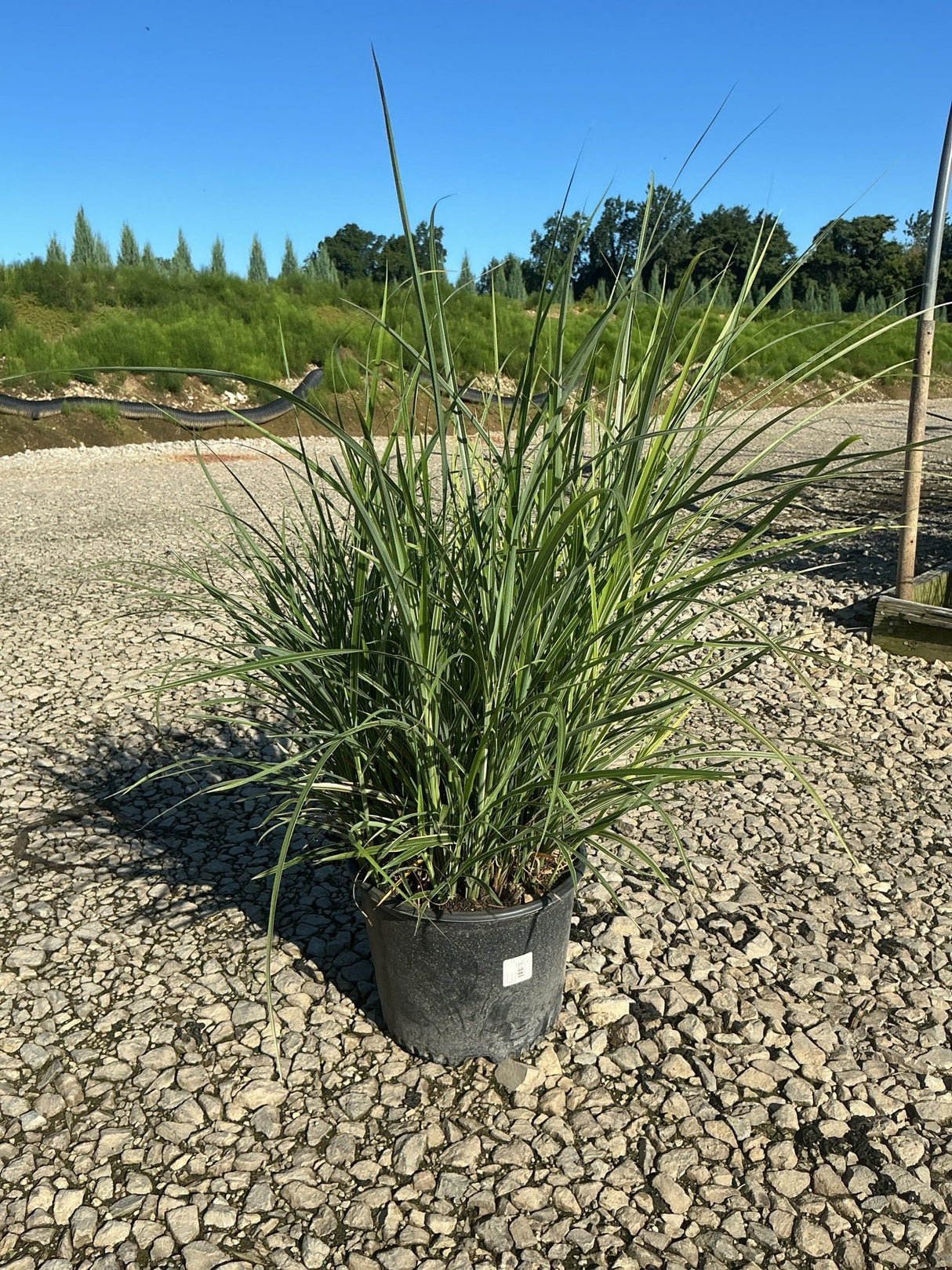 Miscanthus sinensis 'Rigoletto' maiden grass in a #3 container, showing upright variegated foliage on a gravel nursery surface.
