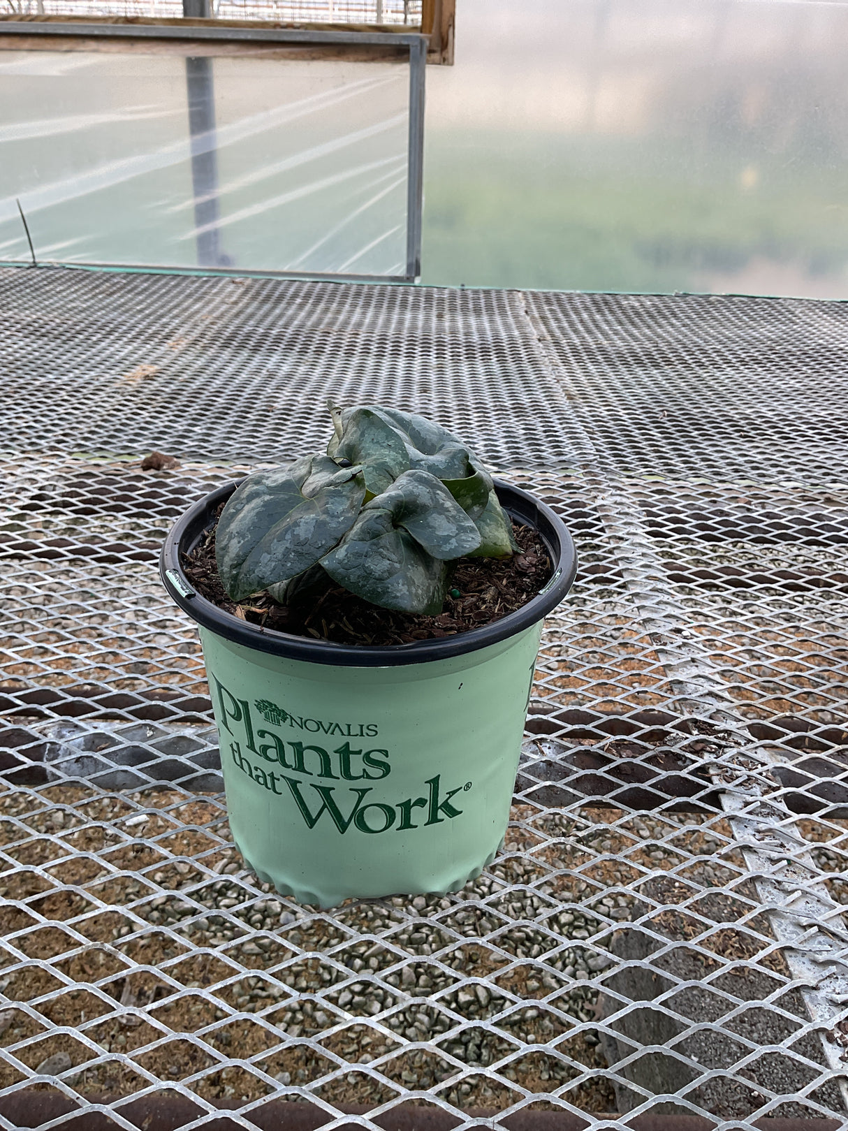 Chinese Wild Ginger in a #1 nursery container, showing dark green textured foliage inside a greenhouse.