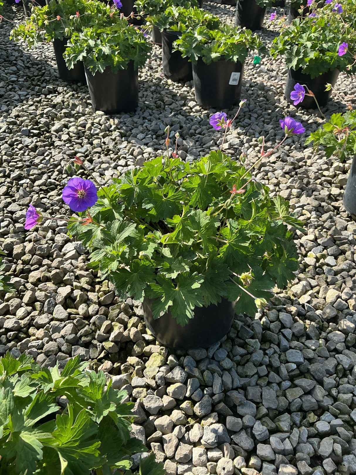 Rozanne Hardy Geranium in a black nursery container with vibrant violet-blue blooms, displayed on a gravel surface.