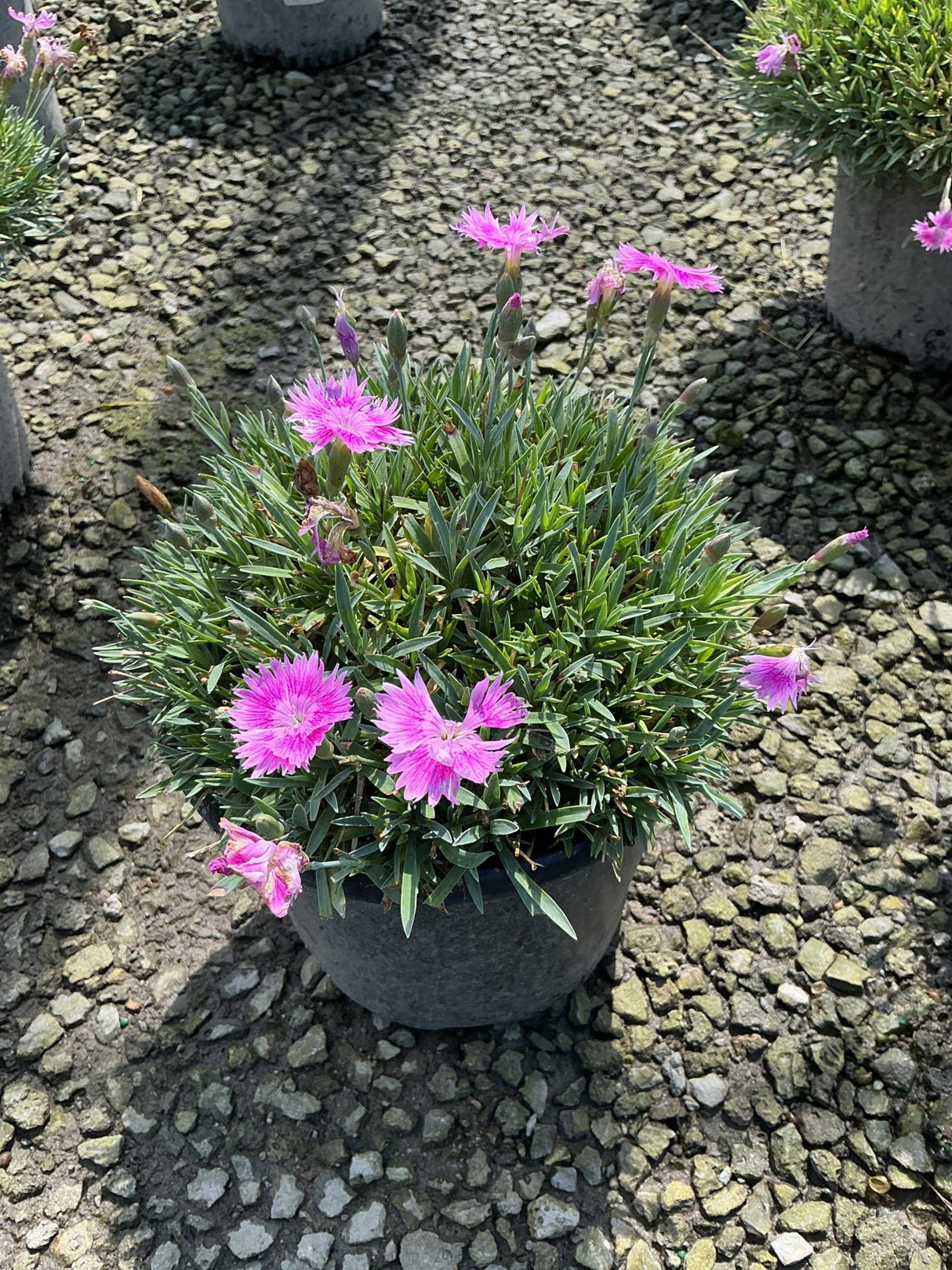EverBloom Watermelon Ice Dianthus blooming in a dark round container with vivid pink flowers over blue-green grassy foliage.