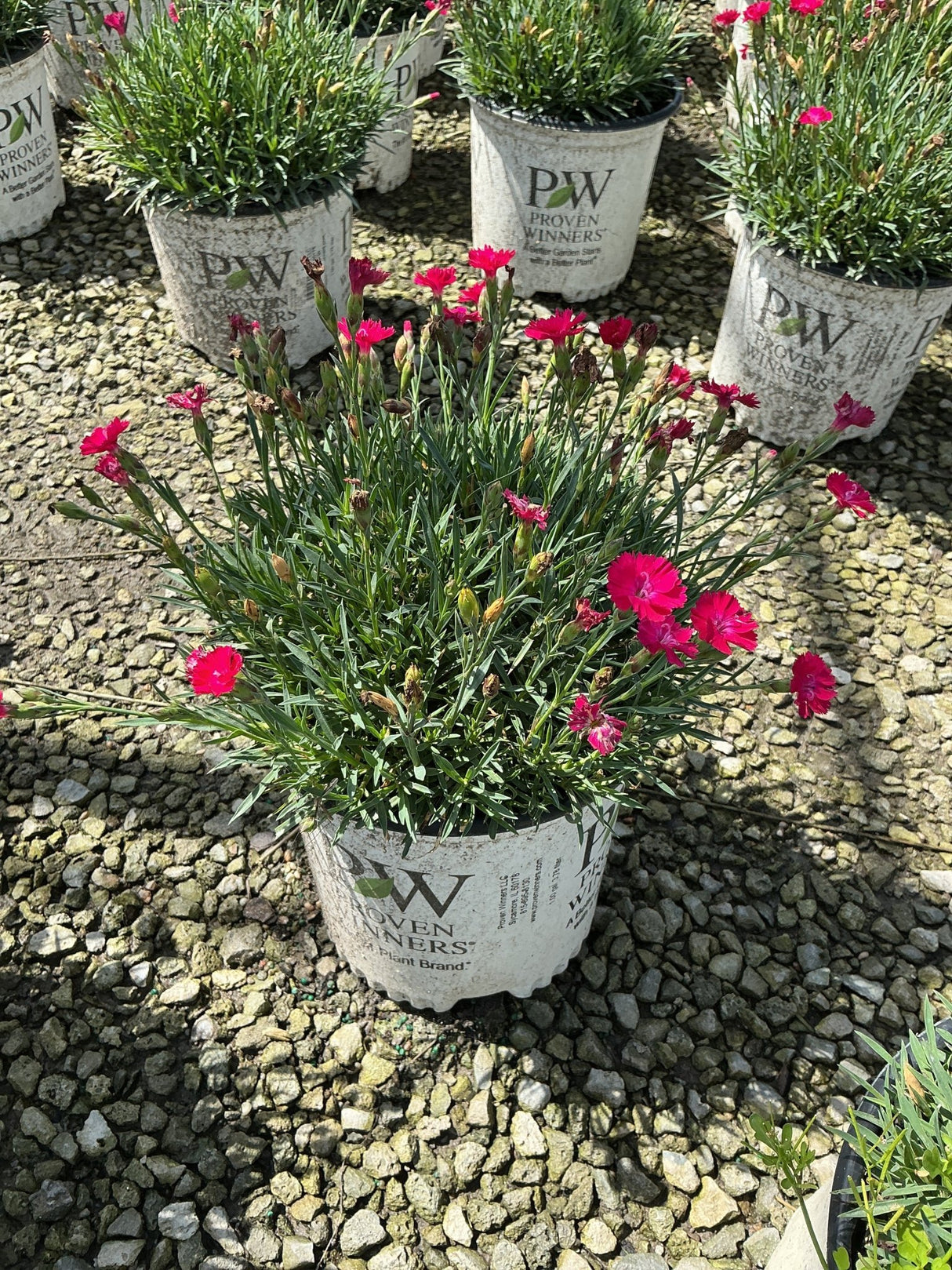 Paint the Town Red Dianthus in a Proven Winners container with vivid magenta blooms and narrow green foliage.