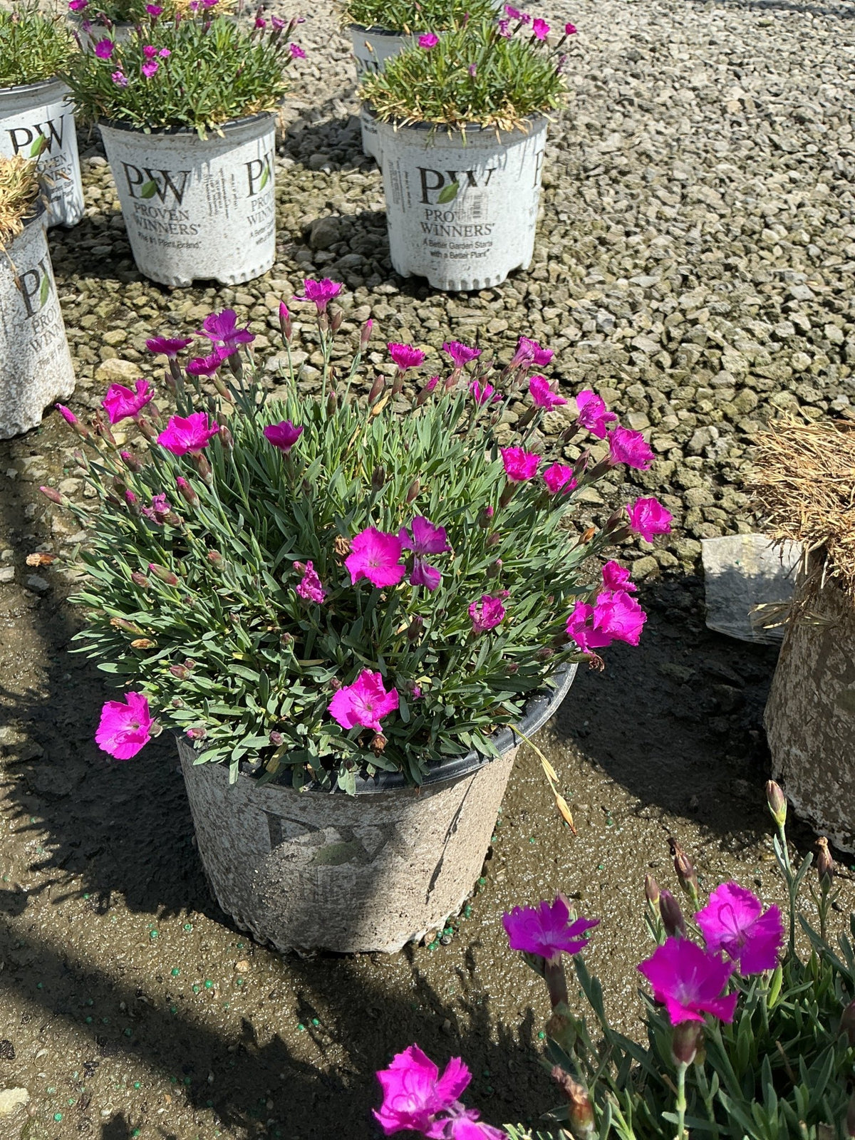 Paint The Town Fuchsia Dianthus in a Proven Winners container, covered in vivid magenta blooms with narrow green foliage.