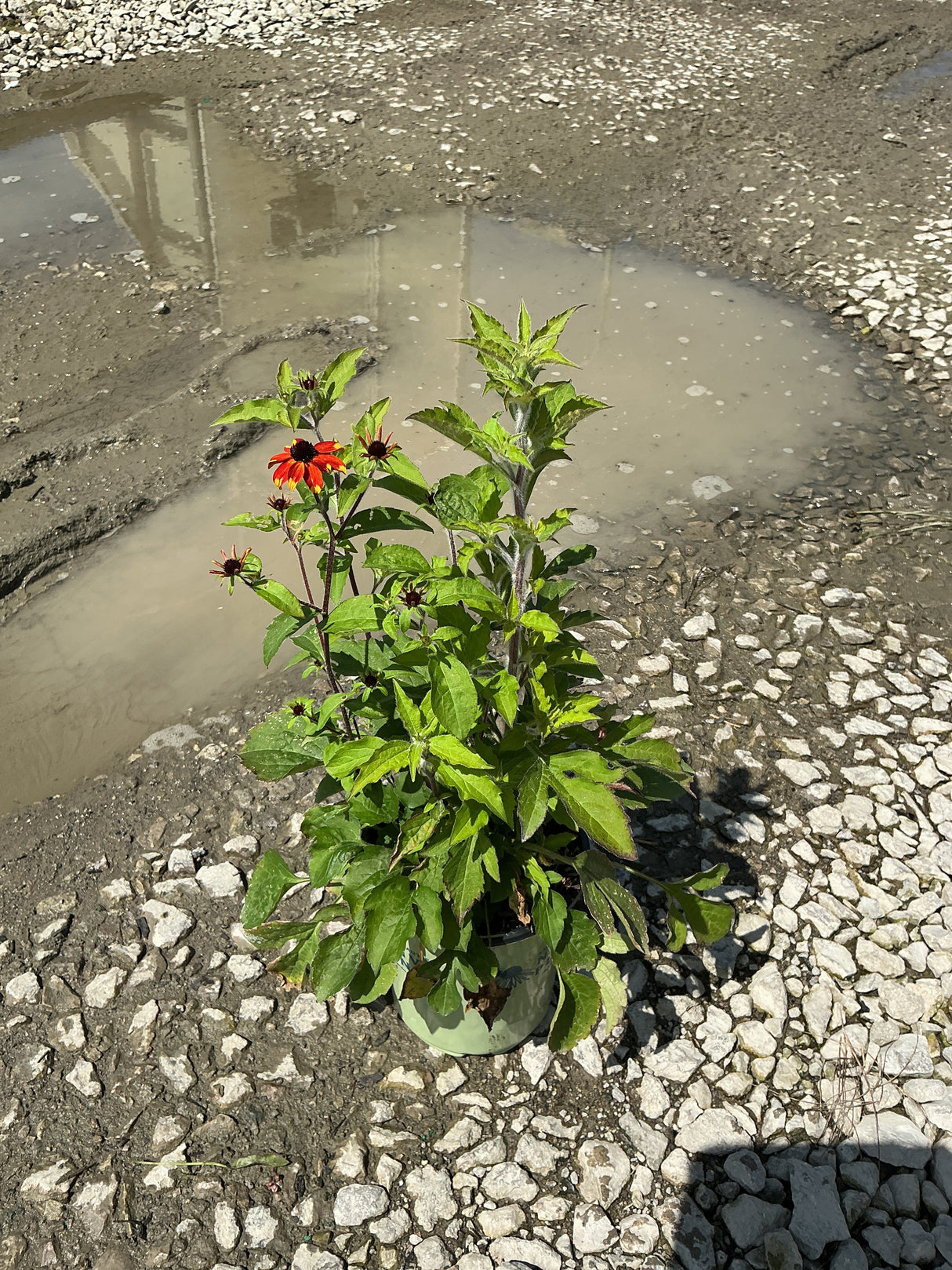 Prairie Glow Black-Eyed Susan in a #1 container with vivid red-orange blooms set on a gravel surface.