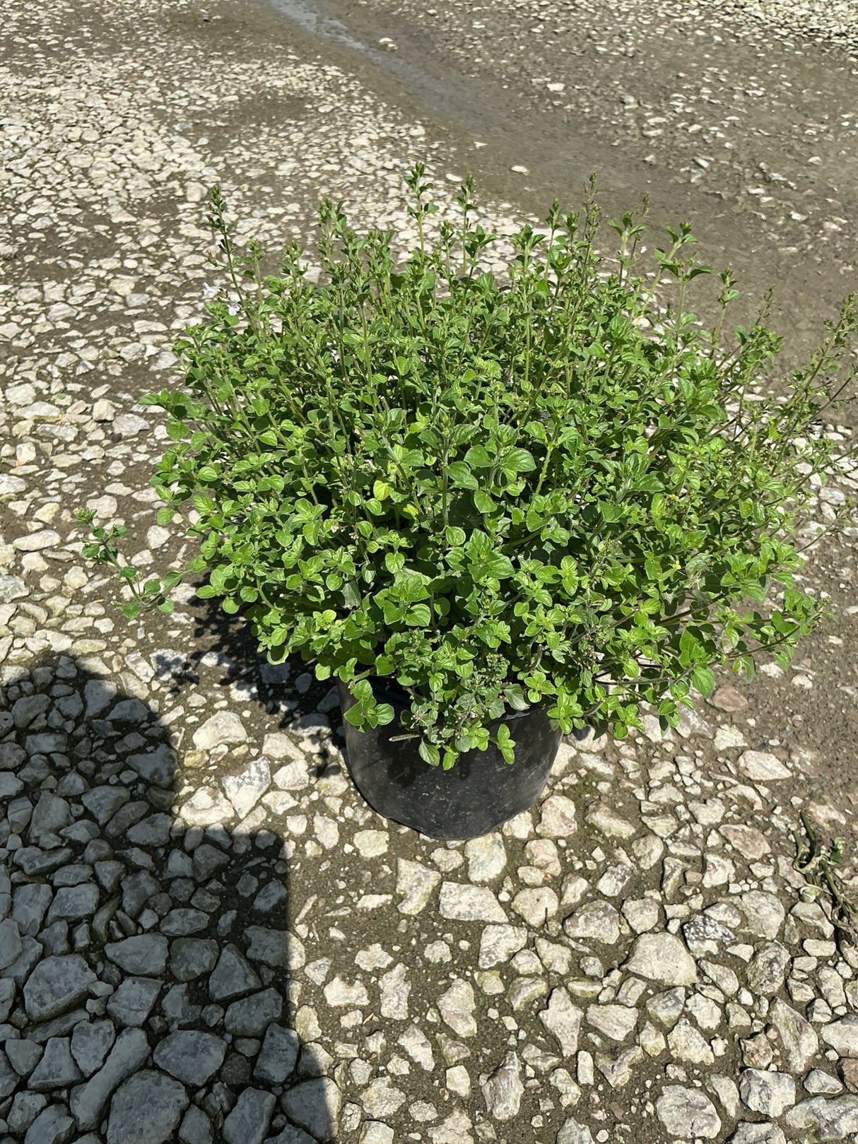 Lesser Calamint in a black #1 container, showing dense mounding habit with bright green foliage and upright stems.