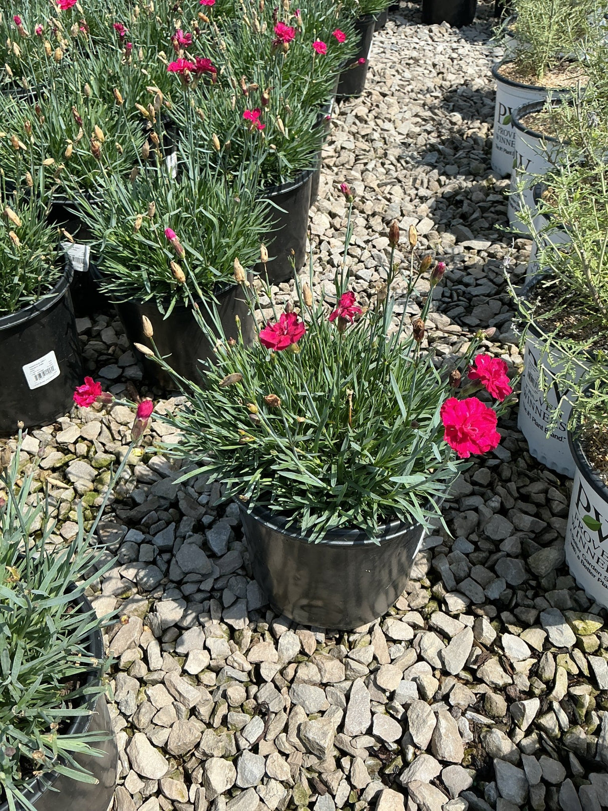 Frosty Fire Dianthus in a black nursery container with bright magenta blooms and slender blue-green foliage on a gravel display bed.