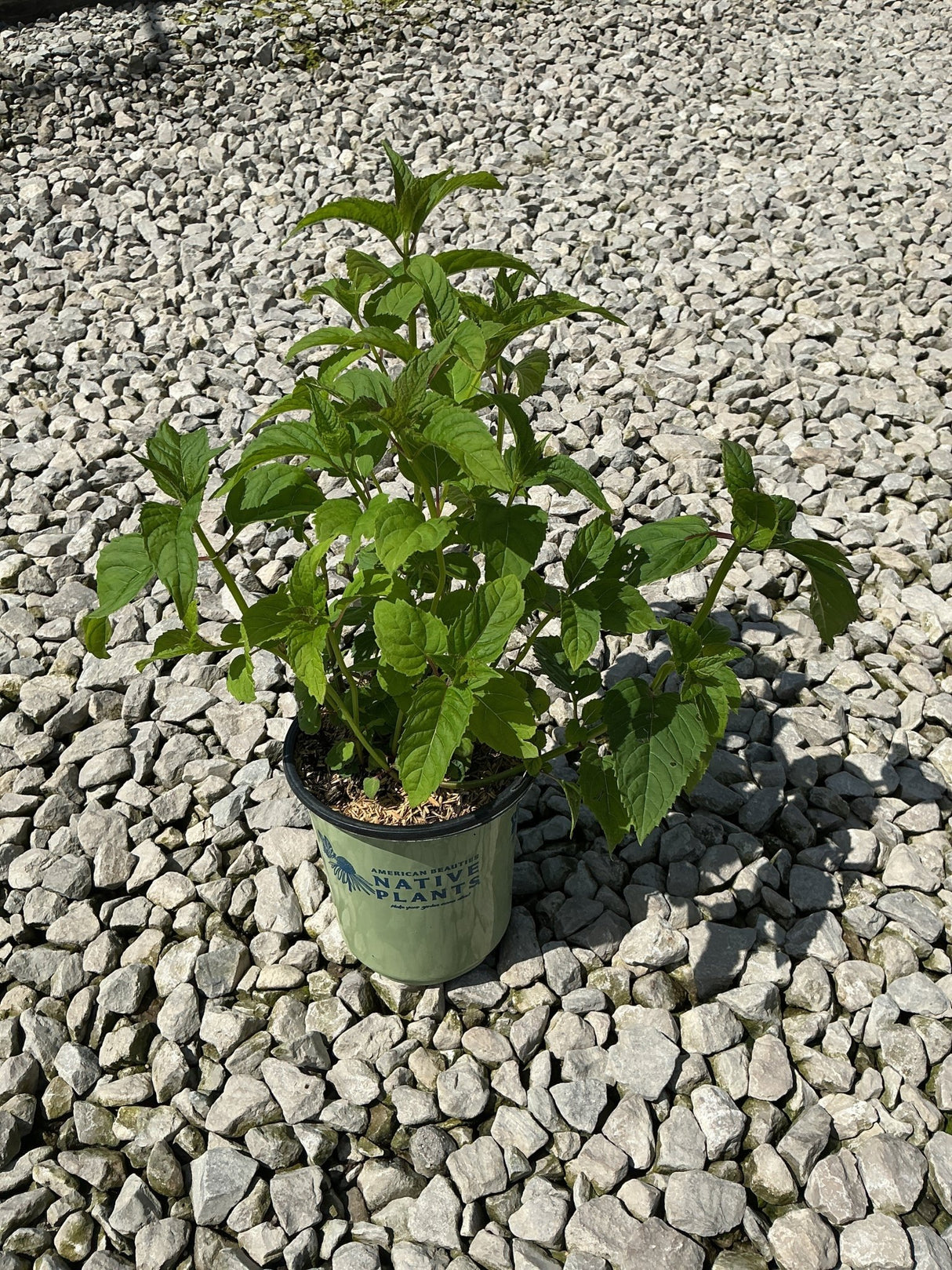 Jacob Cline Bee Balm in a #1 container showing lush green foliage on a gravel surface.