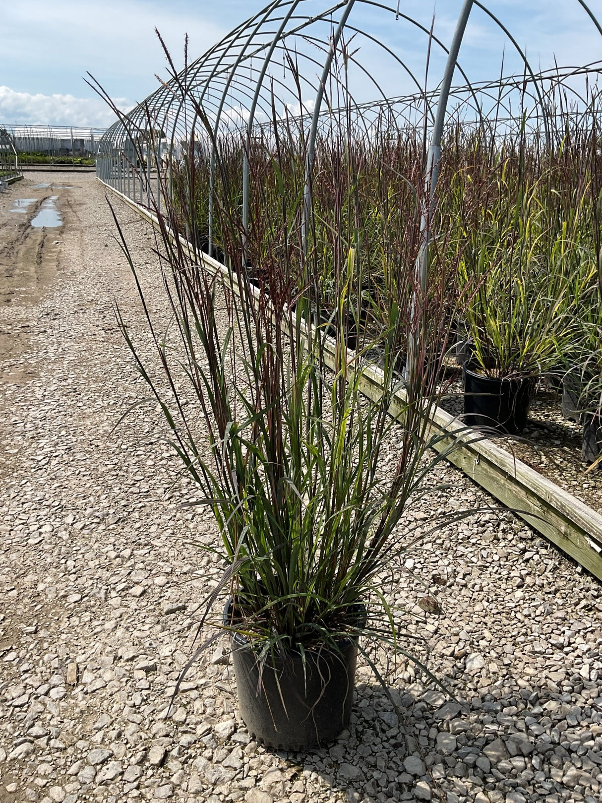 Blackhawks Big Bluestem ornamental grass in a #3 container at a nursery, showing tall reddish-purple upright foliage.