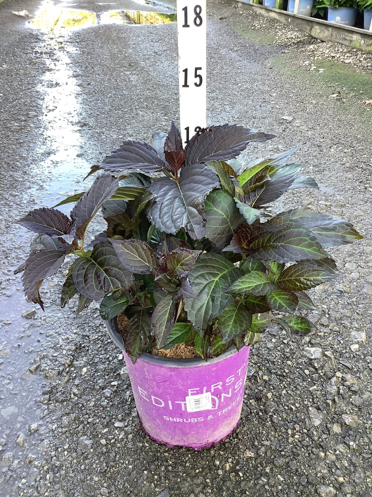 Eclipse Bigleaf Hydrangea in a #2 container displaying deep burgundy-purple foliage at a nursery.