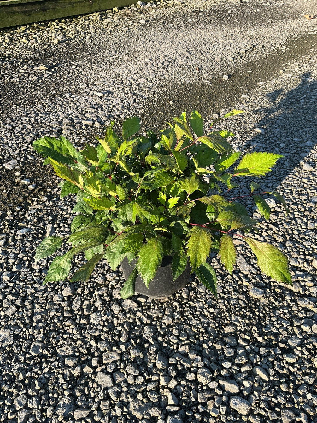 Bridal Veil Astilbe in a #1 container showing lush green foliage with red stems, displayed on gravel.