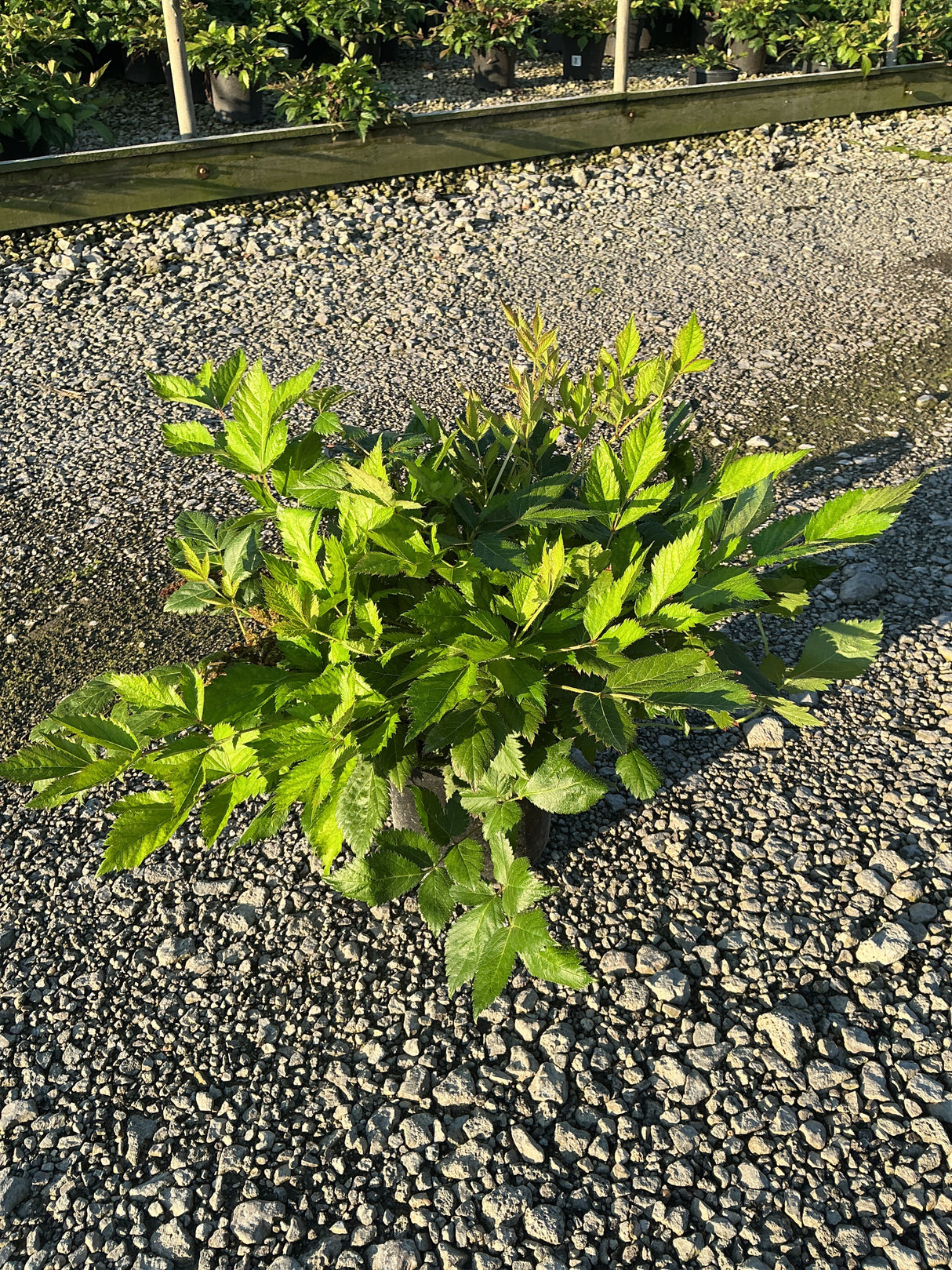 Vision in Pink Astilbe foliage in a #1 container, showing bright green serrated leaves at a nursery.