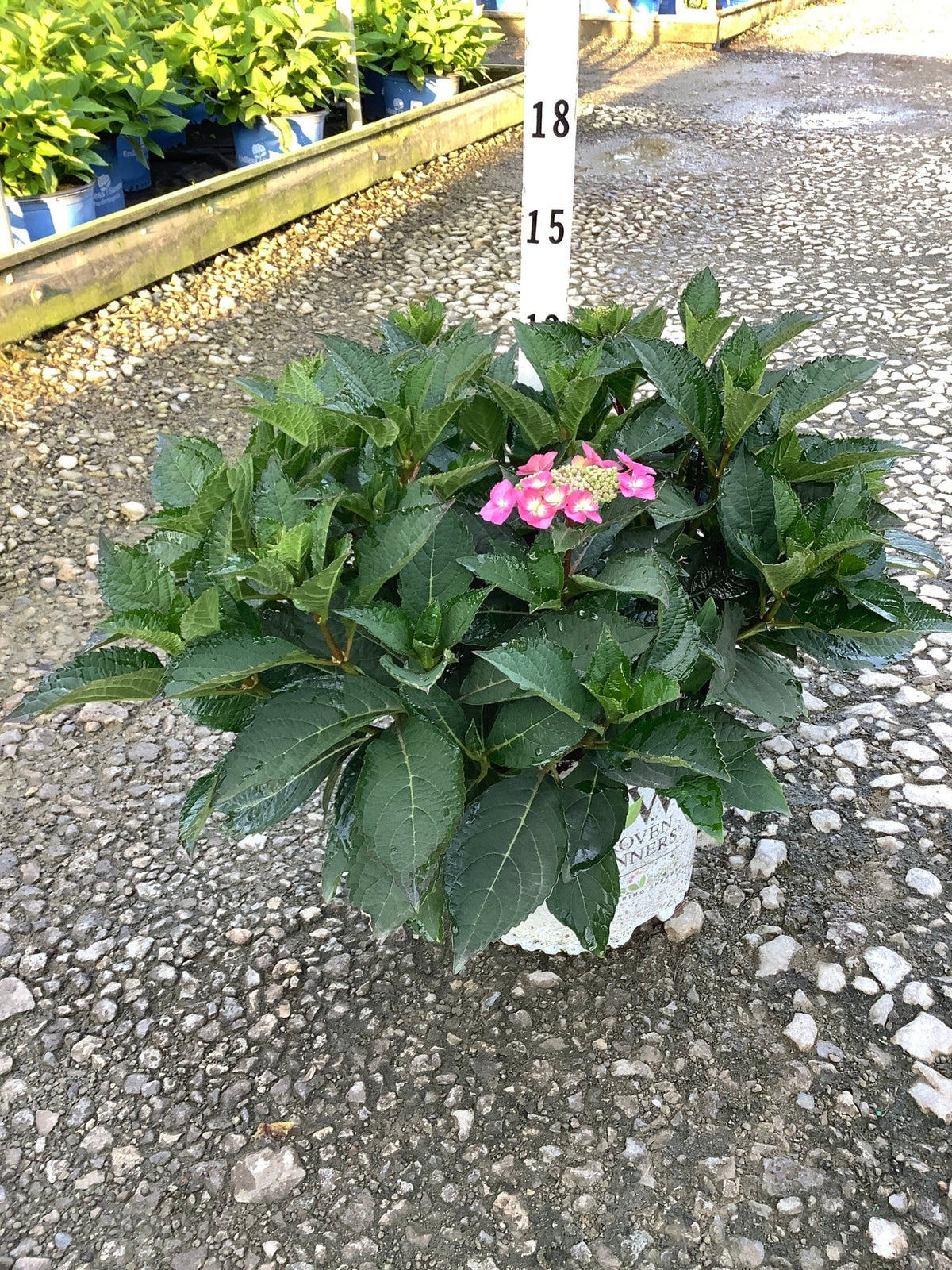 Tuff Stuff Top Fun reblooming mountain hydrangea in a #3 container with pink lacecap blooms and dark green foliage.