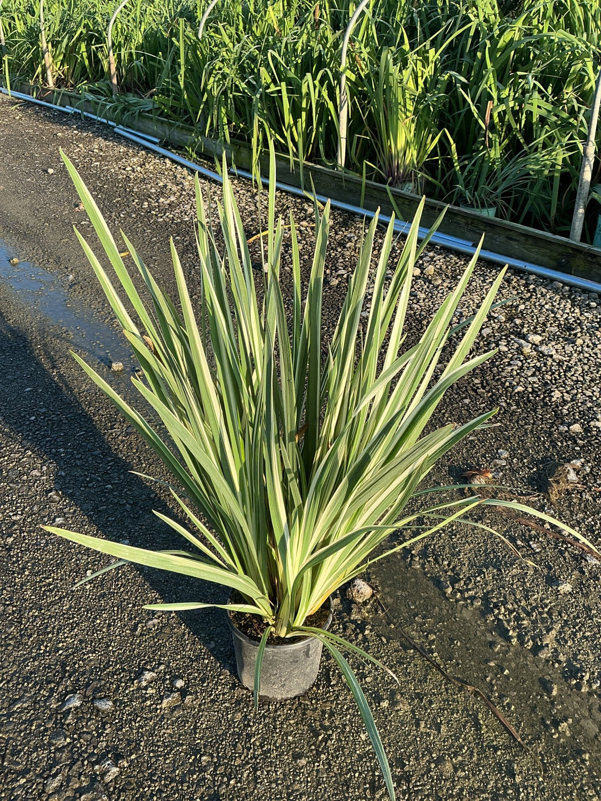 Variegata Japanese Iris in a nursery container showing green and cream striped sword-like foliage in a rosette form.