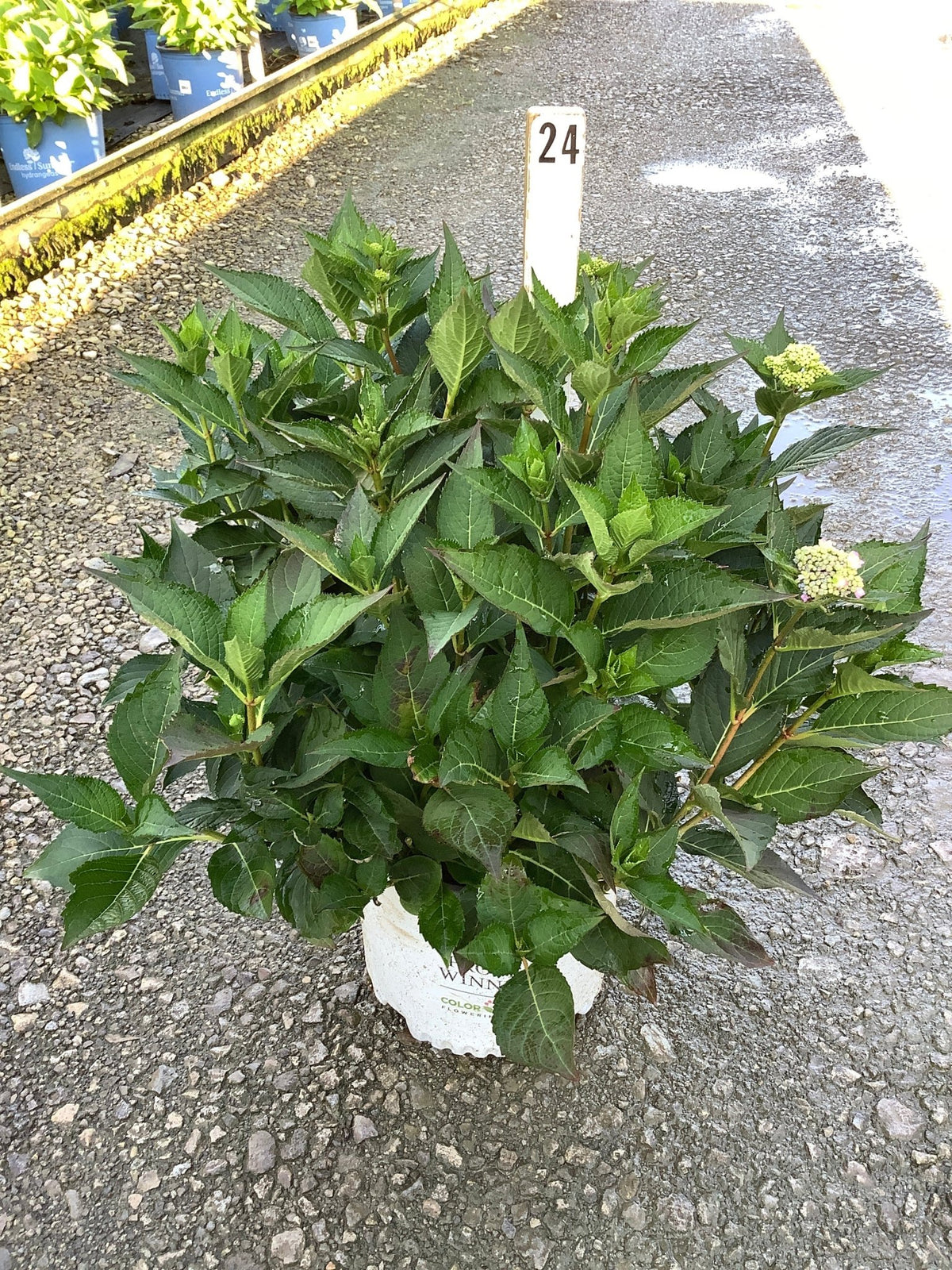 Let's Dance Can Do Mountain Hydrangea shrub in a #3 container with lush green foliage and early white blooms forming.