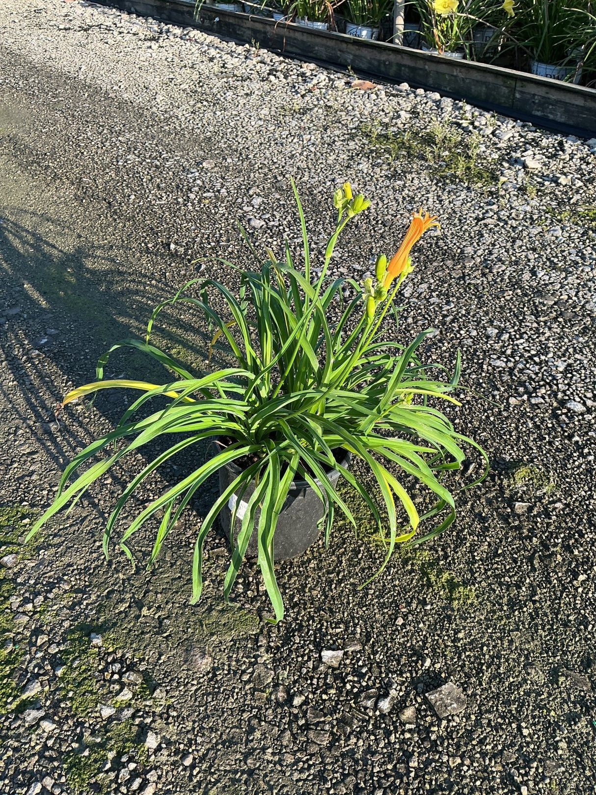 Stella de Oro Daylily in a #1 container with arching green foliage and orange blooms on gravel.