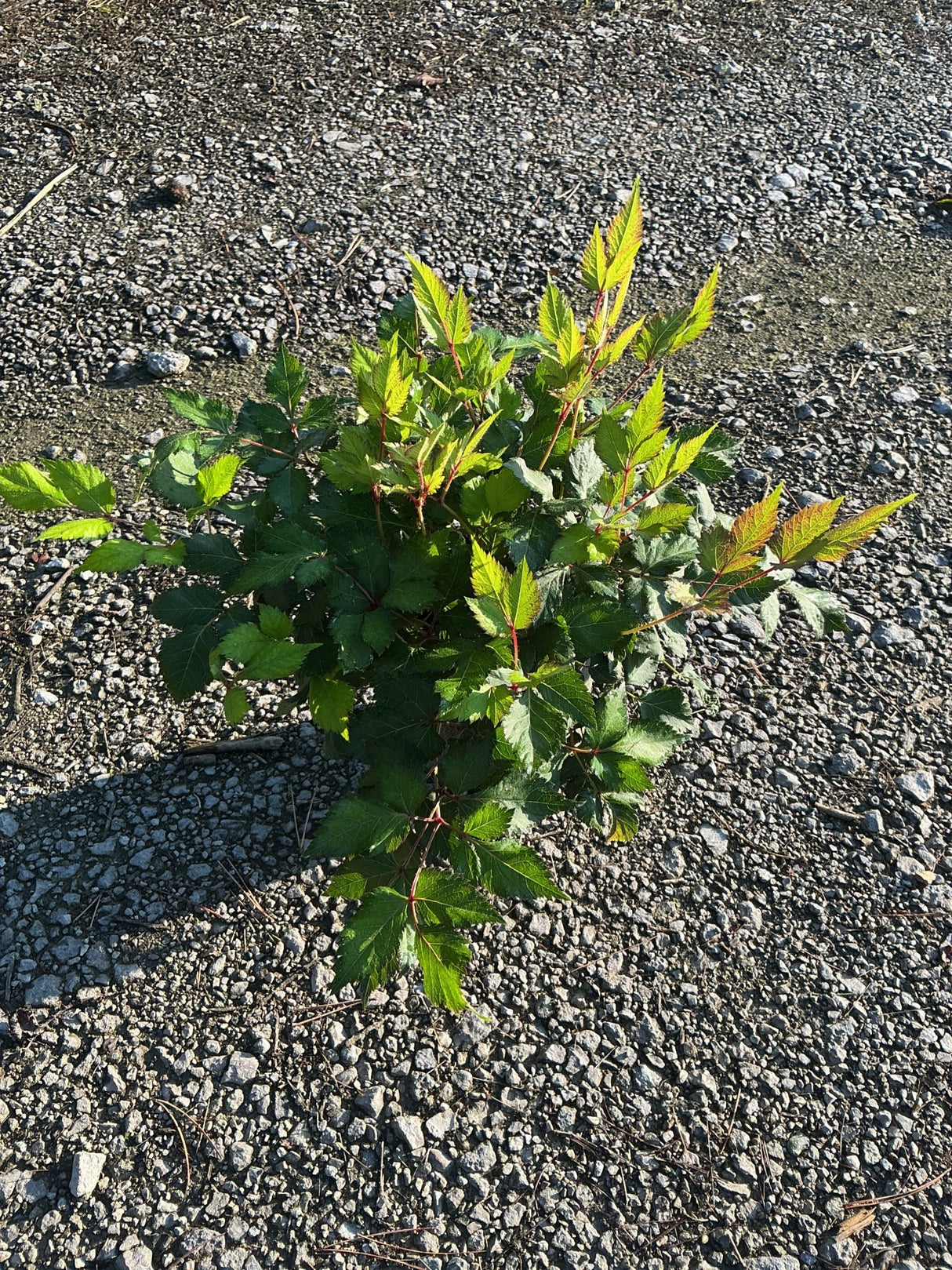Vision in White Astilbe foliage growing low in a gravel setting, showing serrated green compound leaves with red stems.