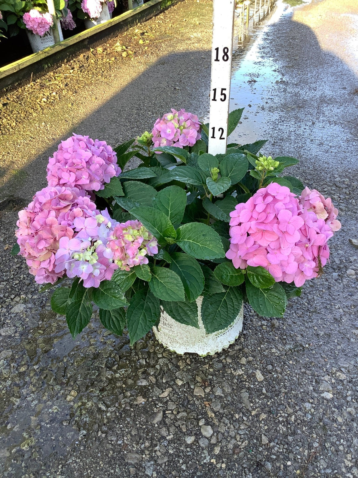 Let's Dance Sky View Mountain Hydrangea in a container displaying multiple pink mophead blooms and lush green foliage.