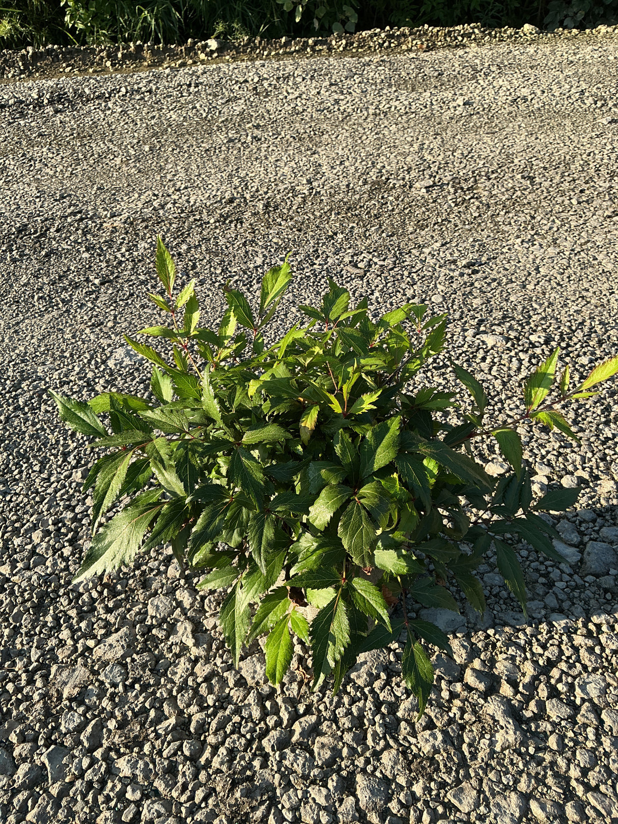 Peach Blossom Astilbe showing dense mounding foliage with serrated green leaves growing in a gravel surface.