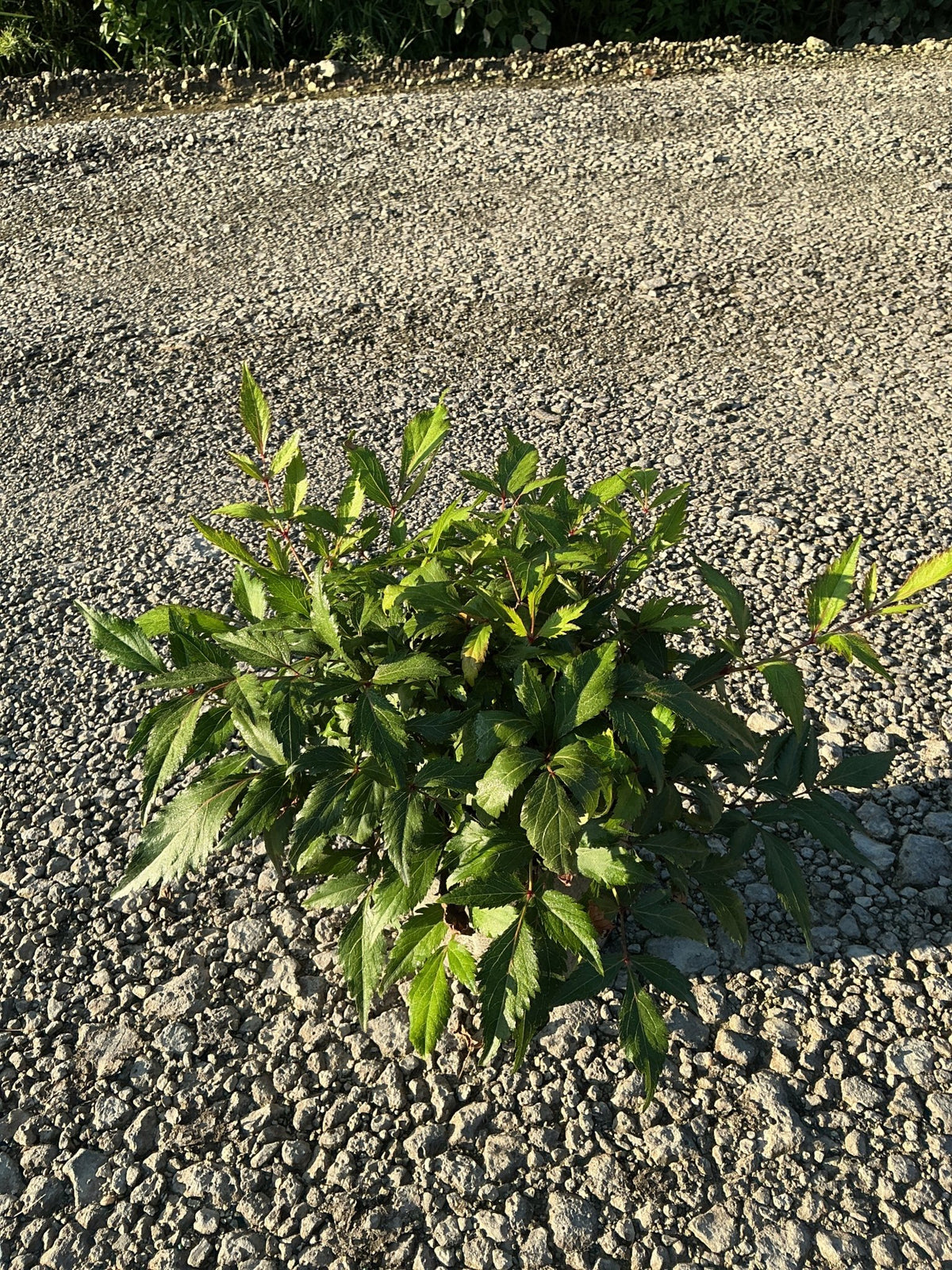 Peach Blossom Astilbe showing dense mounding foliage with serrated green leaves growing in a gravel surface.