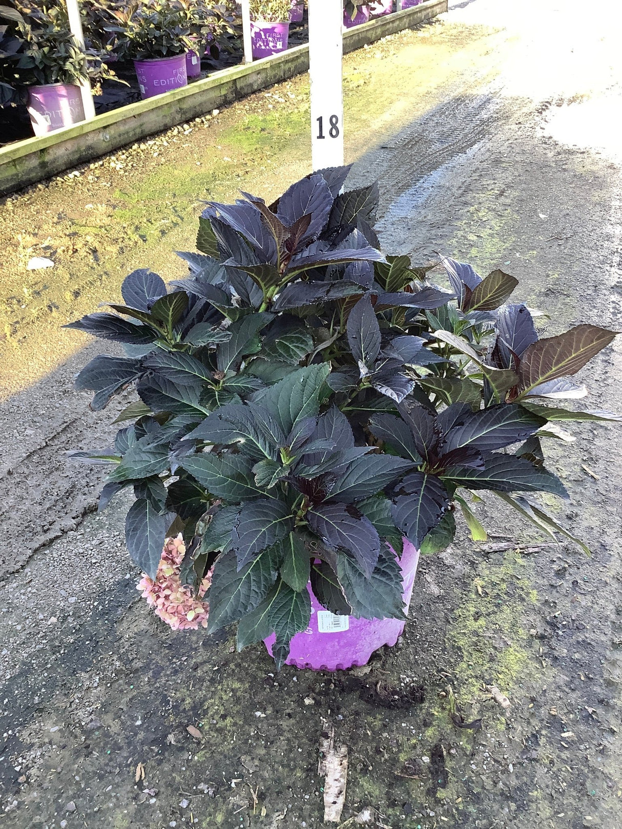 Eclipse Bigleaf Hydrangea in a pink nursery container showing deep dark green and purple foliage with spent blooms.