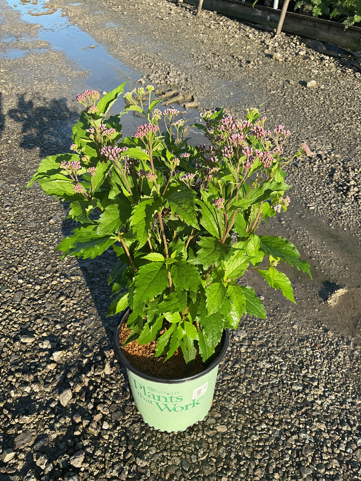 Rosie Josie Joe Pye Weed in a #2 container showing lush green foliage and clusters of pink buds beginning to open.