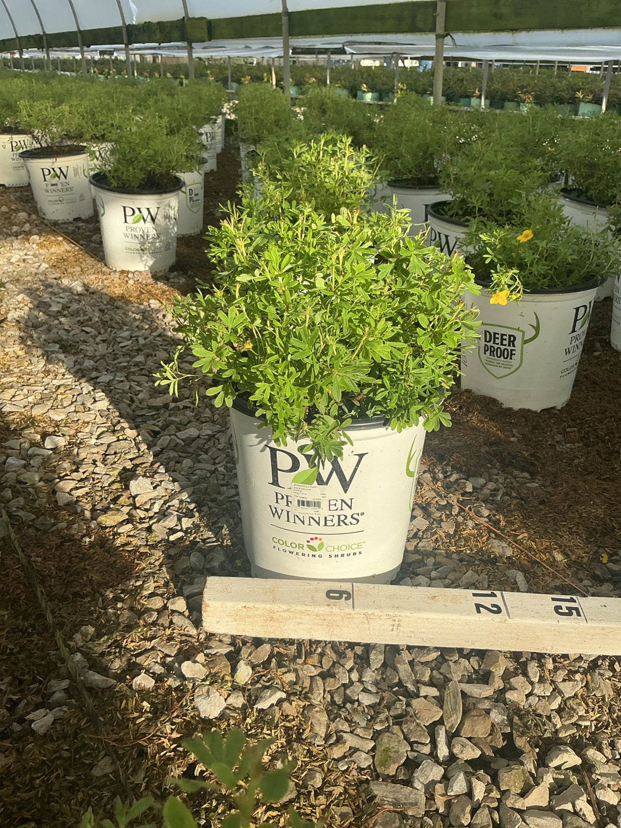 Happy Face Yellow Potentilla shrub in a Proven Winners #2 container, showing dense green foliage and yellow blooms at a nursery.