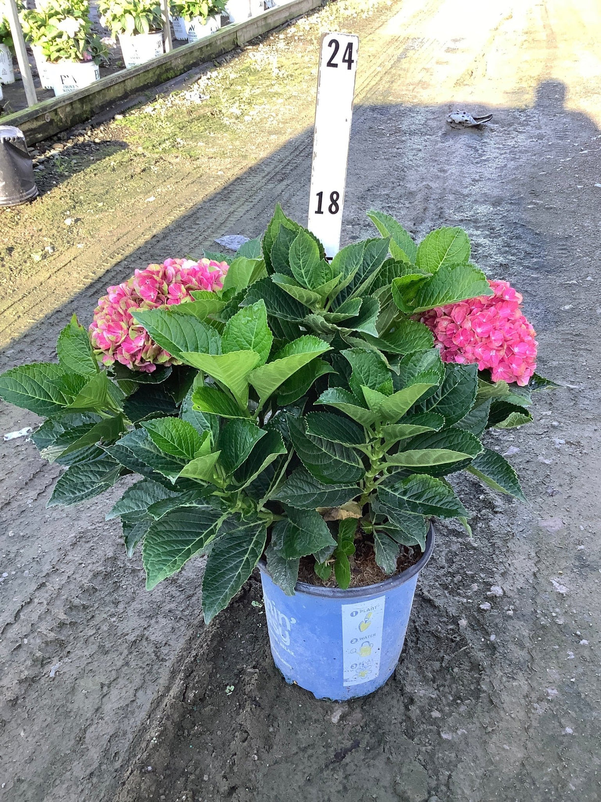 Tilt-A-Swirl Hydrangea in a blue nursery container with vibrant pink blooms and lush green foliage.