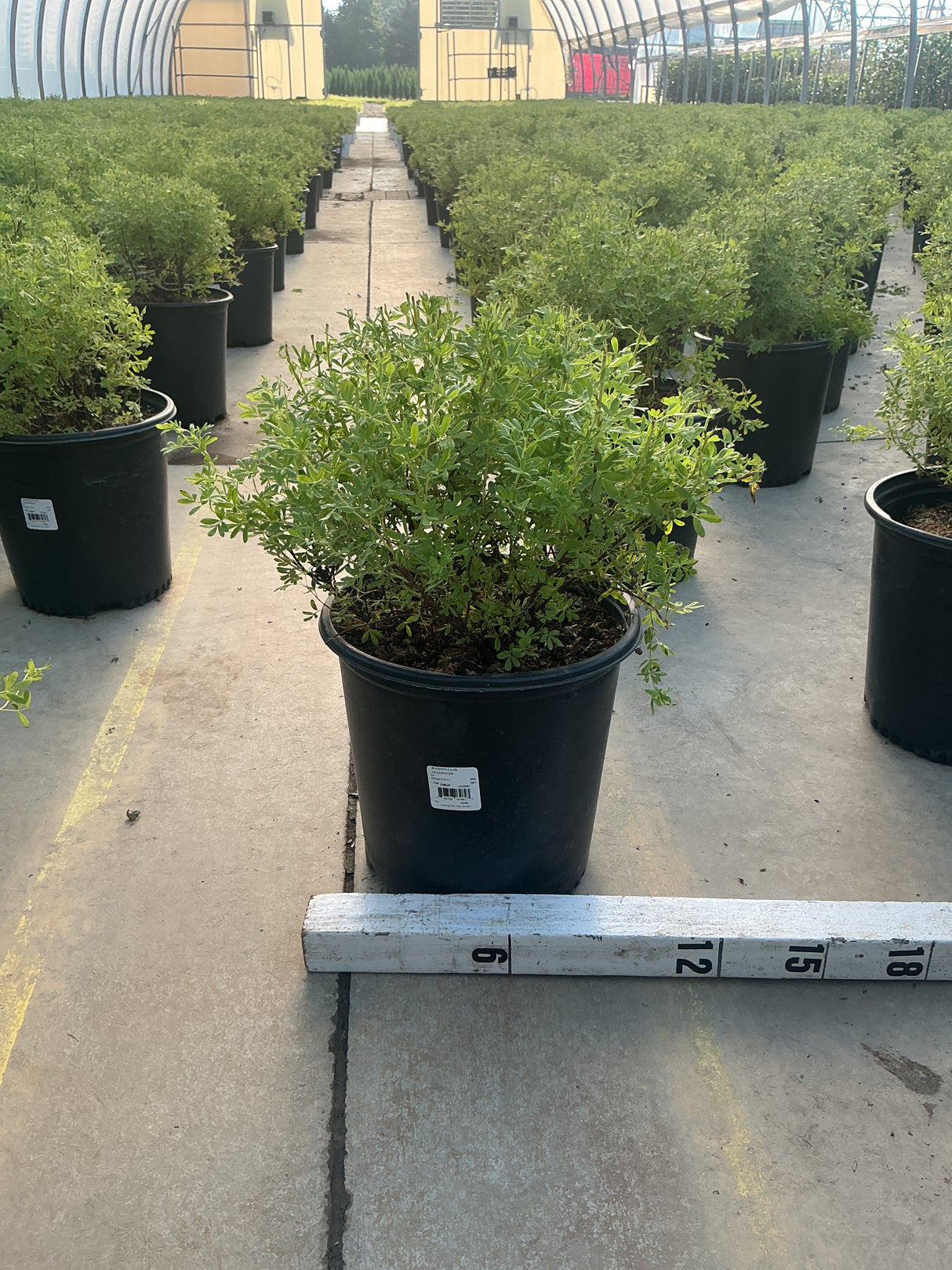Goldfinger Potentilla shrub in a #2 black nursery container displayed on a greenhouse bench with a measurement ruler.