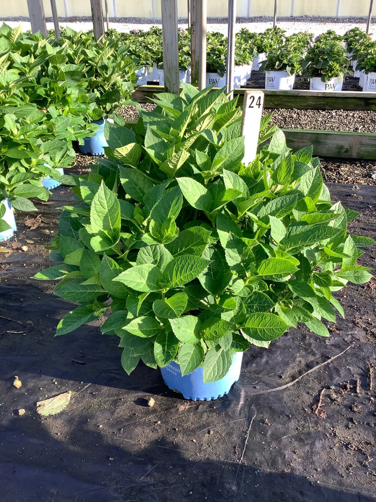 Endless Summer Blushing Bride Bigleaf Hydrangea in a blue nursery container, showing lush green foliage before blooming.