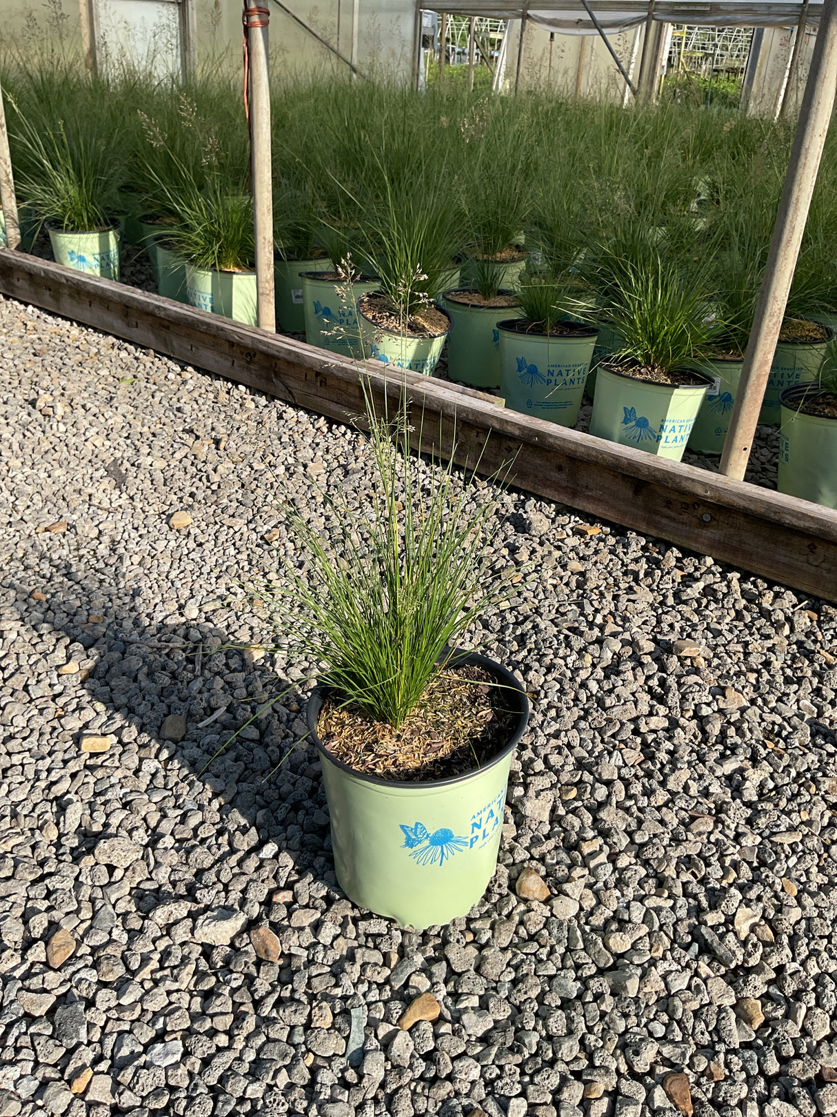 Prairie Dropseed Grass in a #2 container at a nursery, showing fine-textured green foliage with delicate flowering stems.