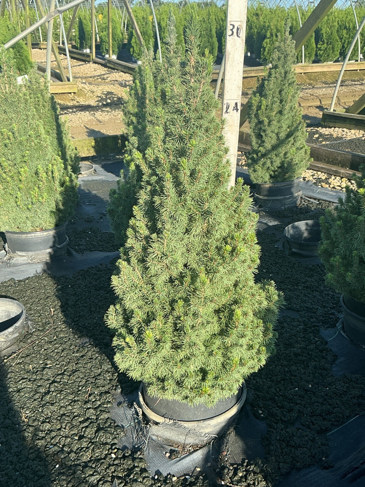 Dwarf Alberta Spruce in a #3 container showing dense conical habit with soft blue-green needles at a nursery.