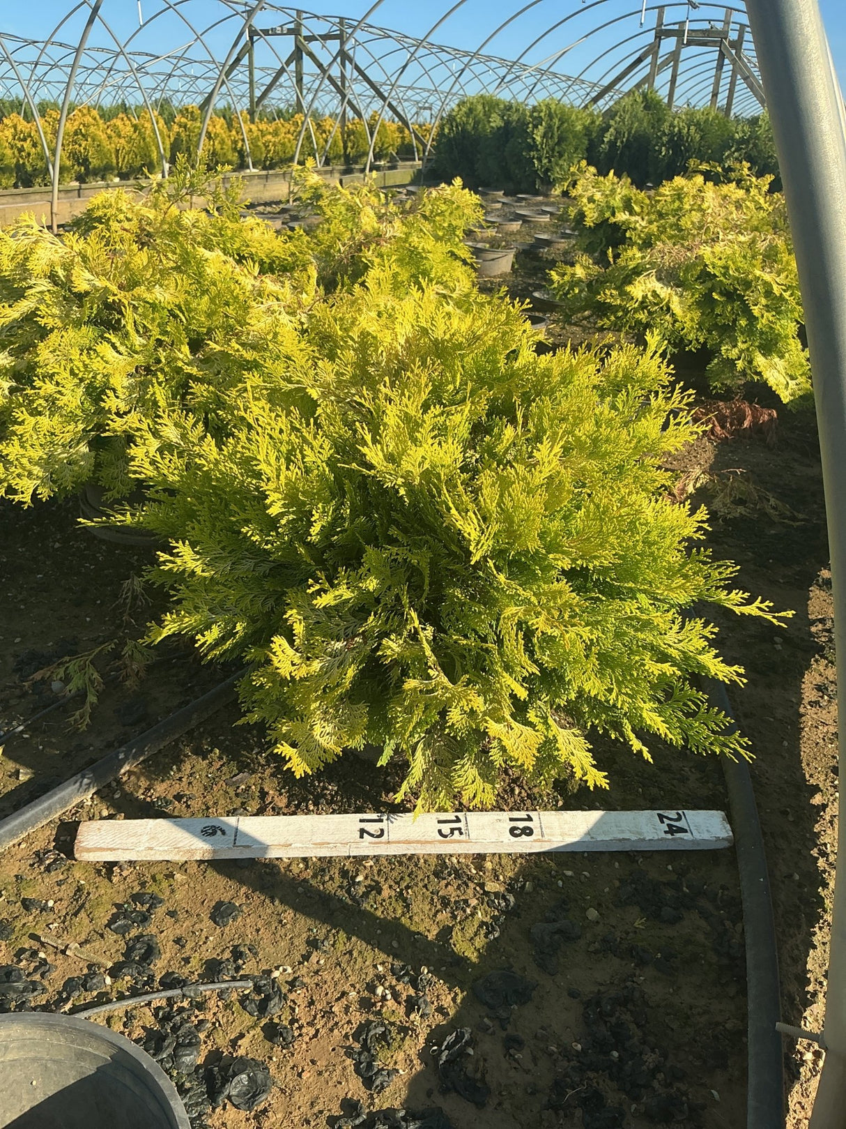Golden Hinoki False Cypress shrub with bright golden-green feathery foliage growing in a nursery greenhouse setting.