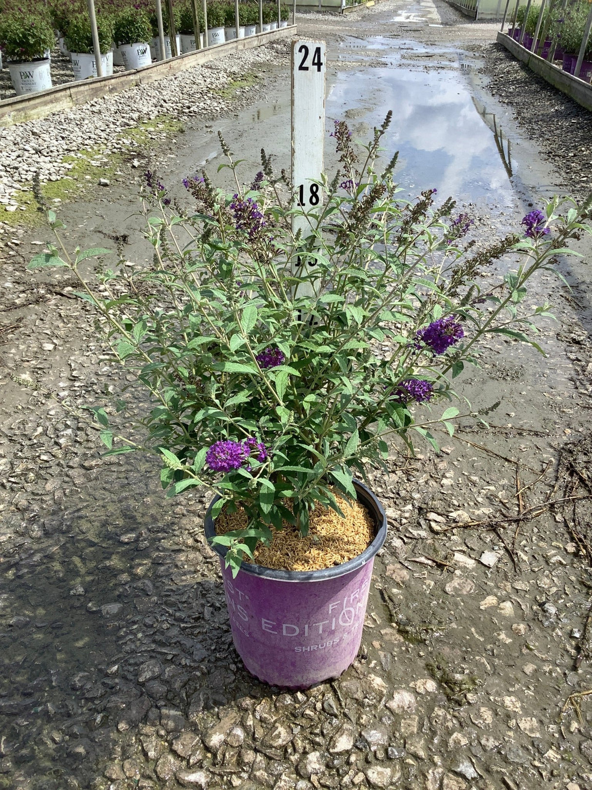 Psychedelic Sky Butterfly Bush in a #2 container with deep purple blooms at a nursery growing area.