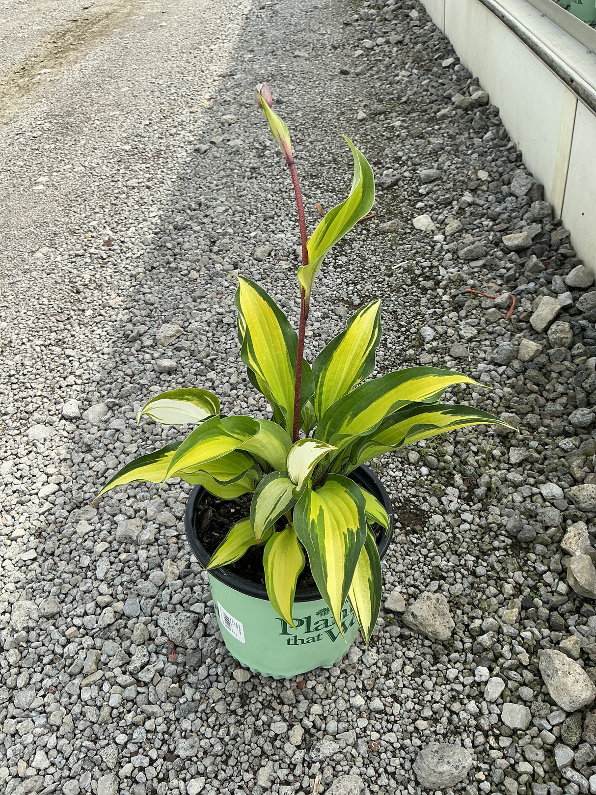 Island Breeze Hosta in a #1 container showing bold yellow-green variegated foliage and a reddish flower spike emerging from the center.