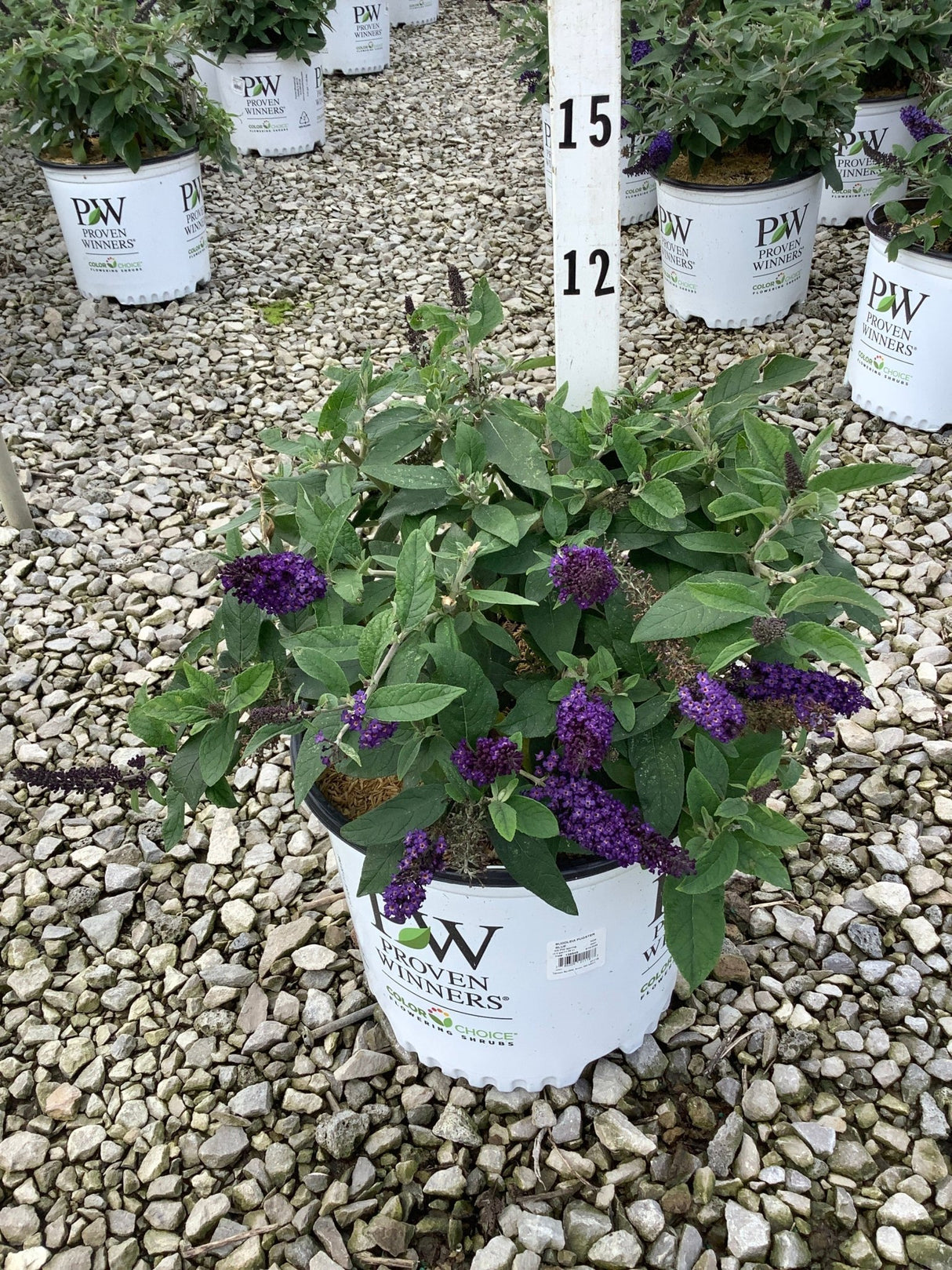 Pugster Blue Butterfly Bush in a Proven Winners container displaying deep purple blooms amid green foliage on a gravel nursery bed.