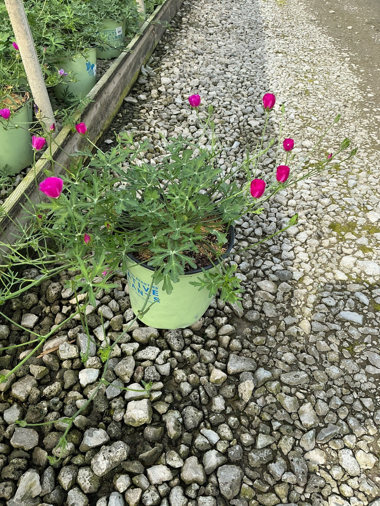 Purple Poppy Mallow in a #2 container displays magenta cup-shaped blooms and finely cut foliage on a gravel nursery surface.
