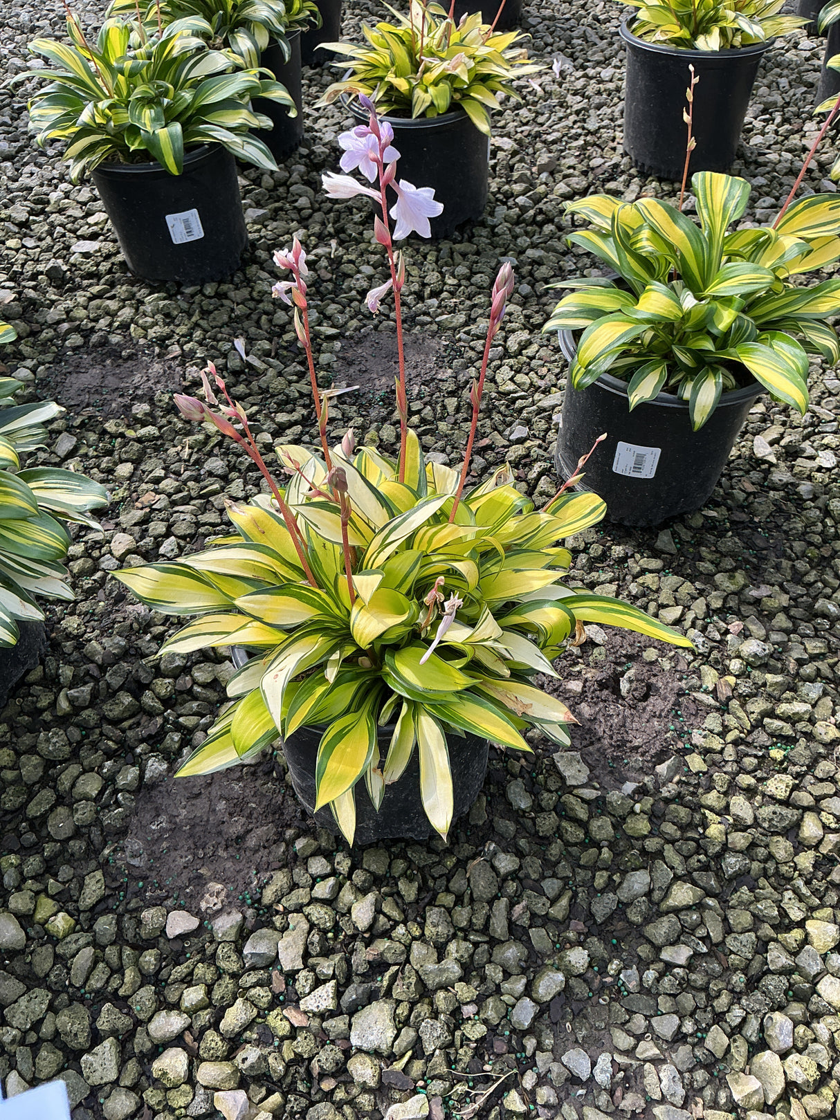 Hosta 'Rainbow's End' in a nursery container with yellow-edged variegated foliage and tall pink flower spikes.