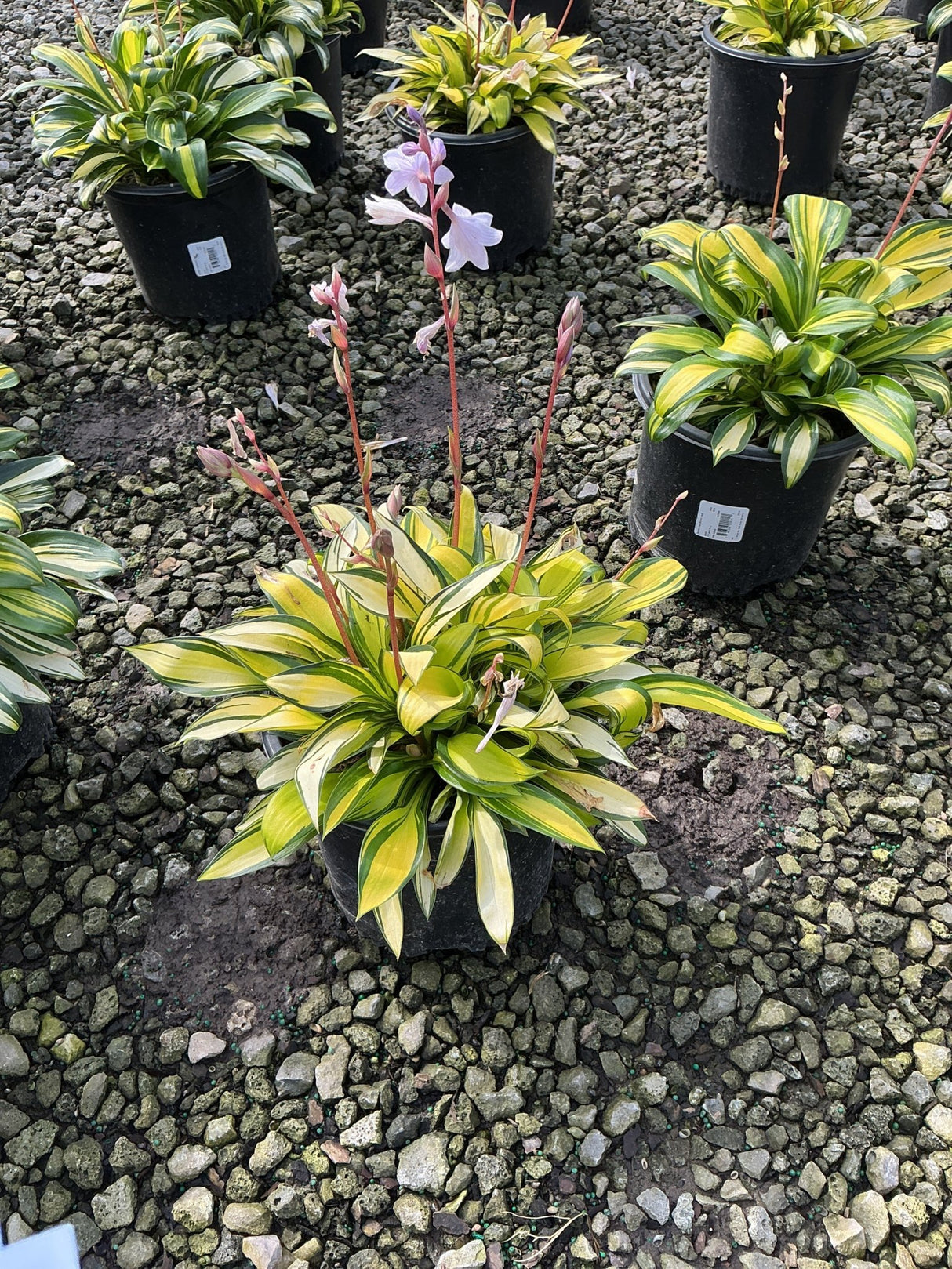 Hosta 'Rainbow's End' in a nursery container with yellow-edged variegated foliage and tall pink flower spikes.