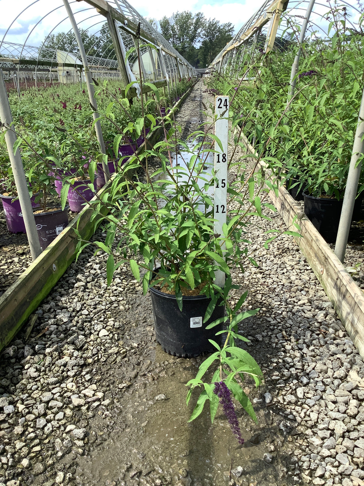 Black Knight Butterfly Bush in a #3 container at a nursery greenhouse, showing lance-shaped foliage and emerging purple flower spikes.
