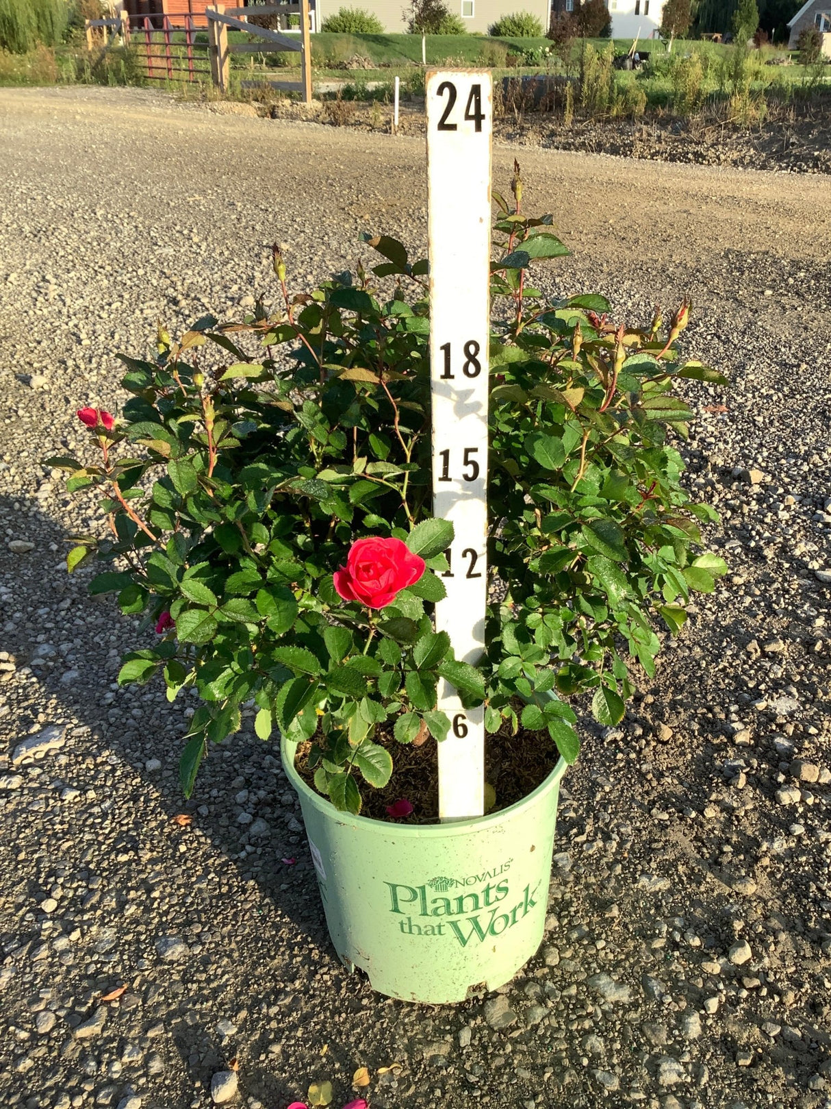 Pink Miracle on the Hudson Rose in a #3 container shown against a measurement stick, reaching about 18 inches tall.