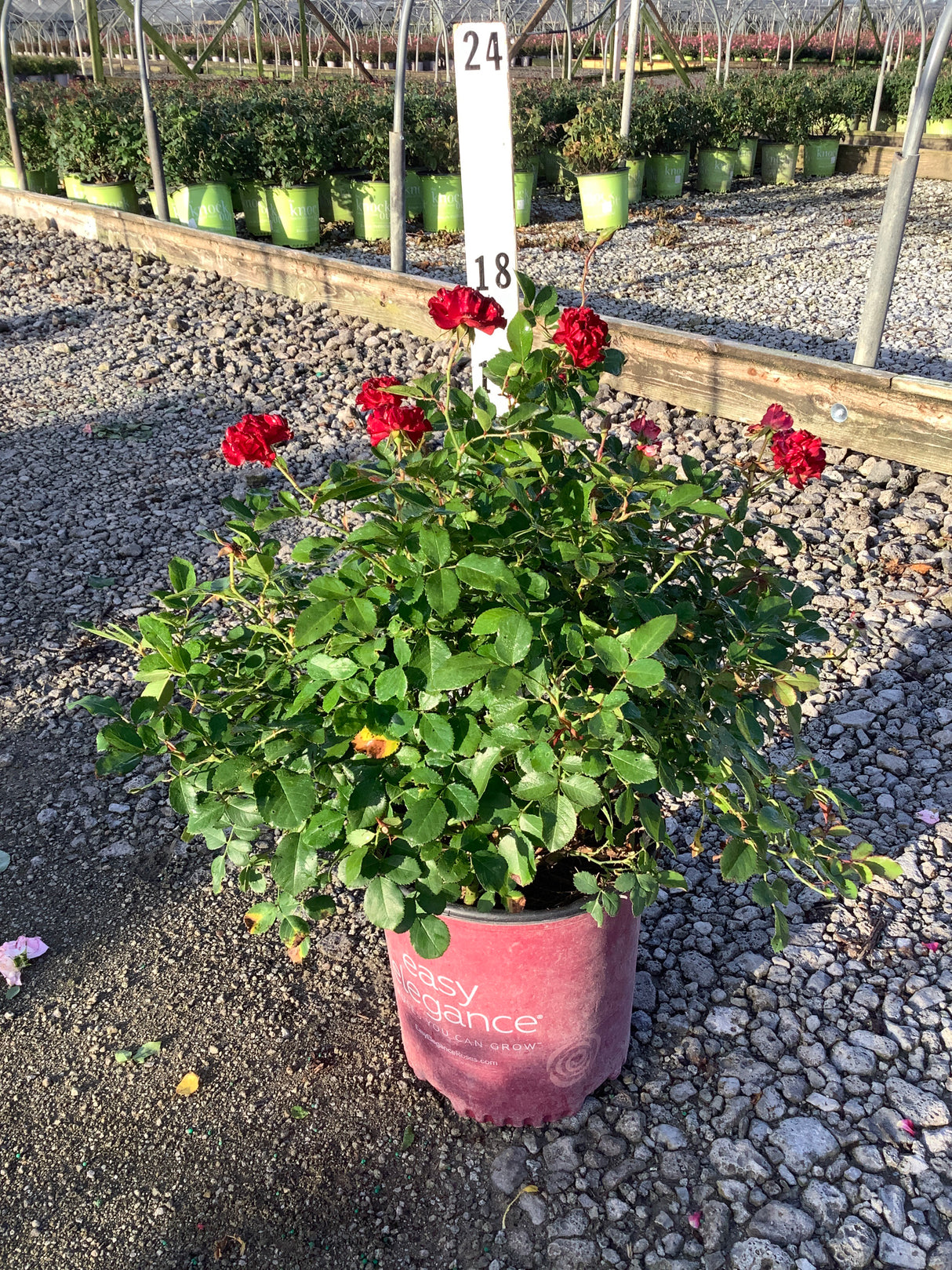 Sweet Fragrance Shrub Rose in a #2 container with deep red blooms growing at a nursery greenhouse.