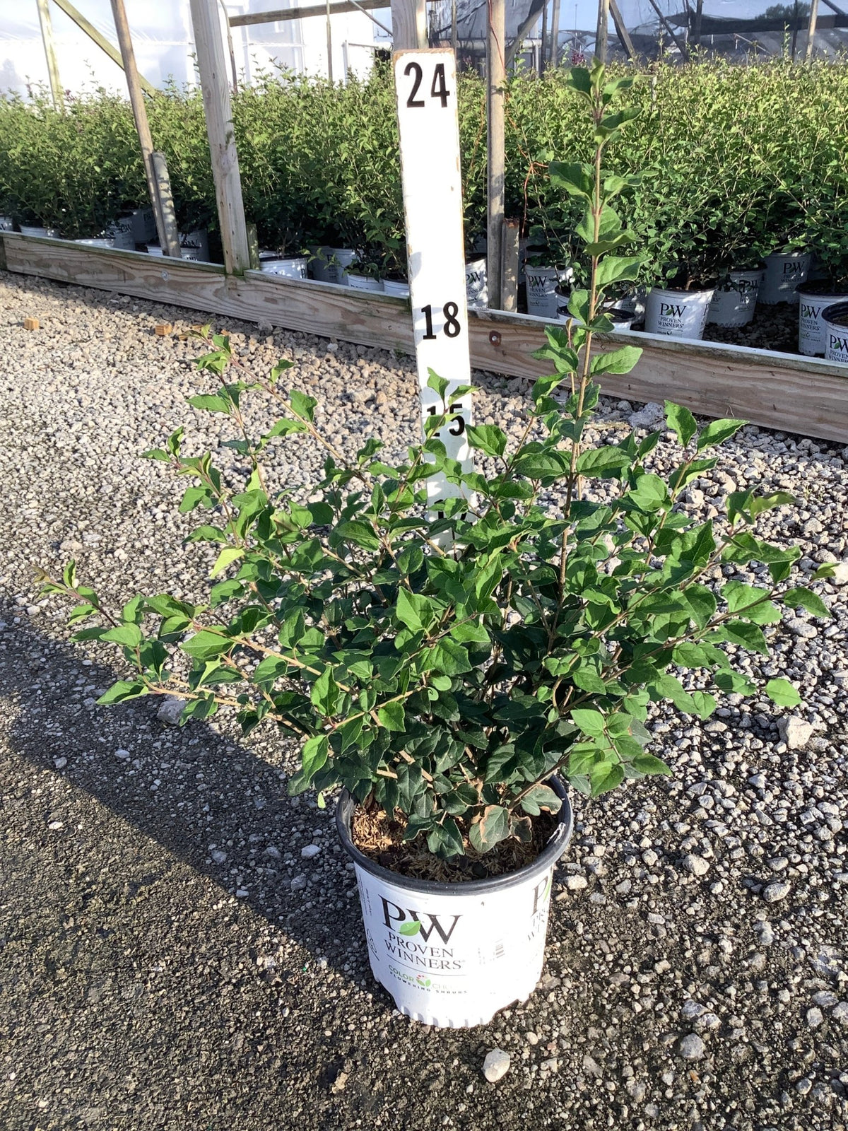 Bloomerang Dark Purple Lilac shrub in a Proven Winners container at a nursery, shown at approximately 18 inches tall.