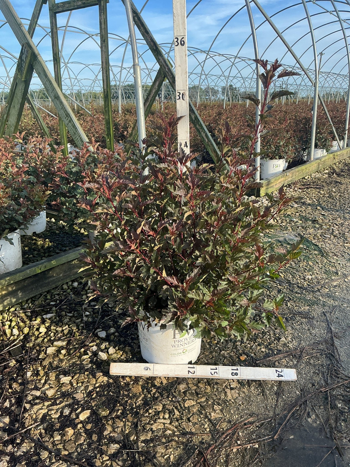 Summer Wine Ninebark shrub in a #3 container displaying deep burgundy foliage at a nursery greenhouse.